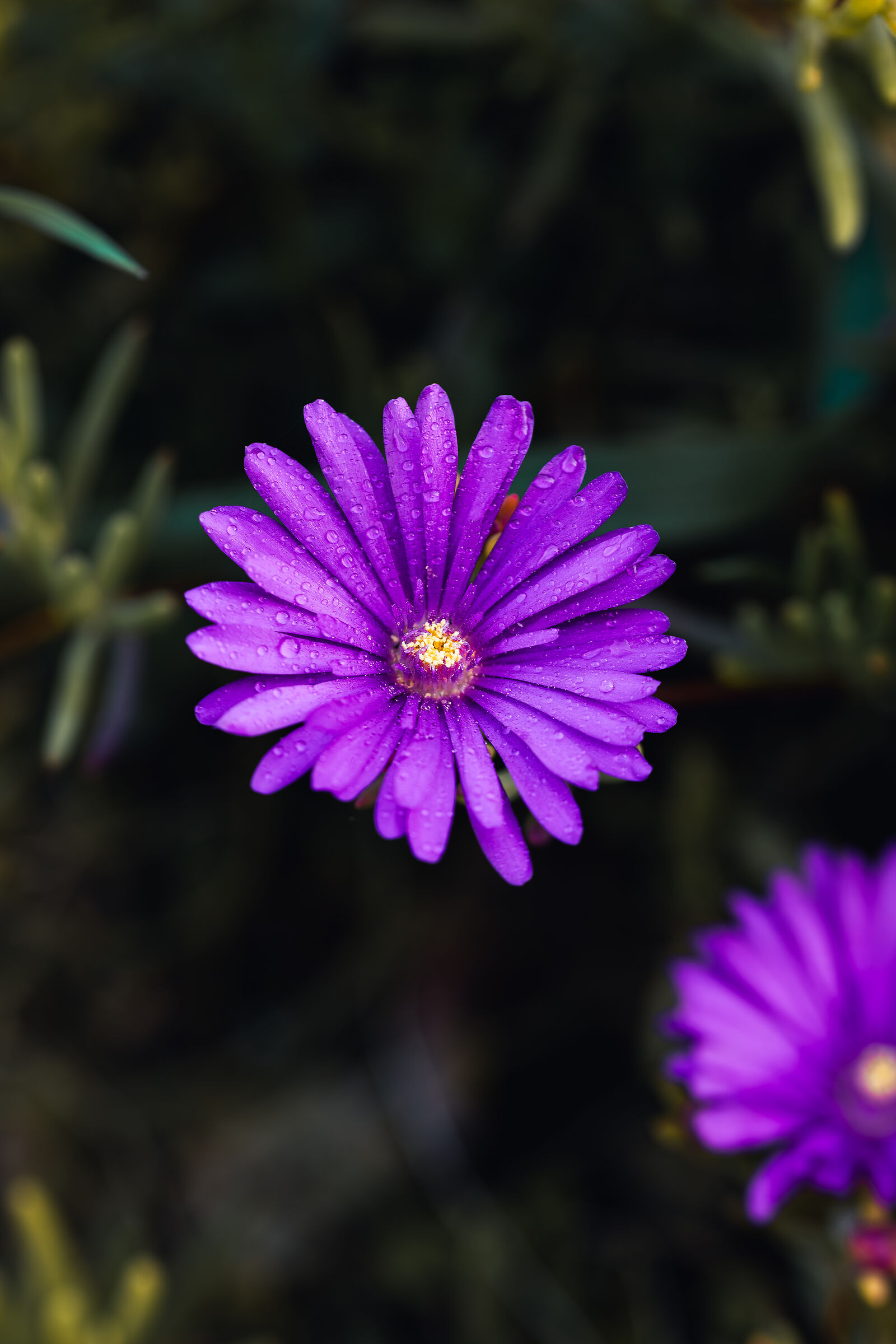 Symphyotrichum novae-angliae