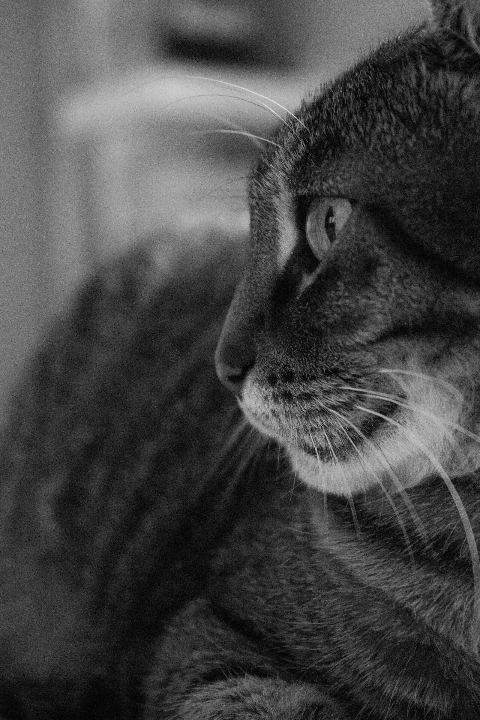 Zet with his gaze lost in the void