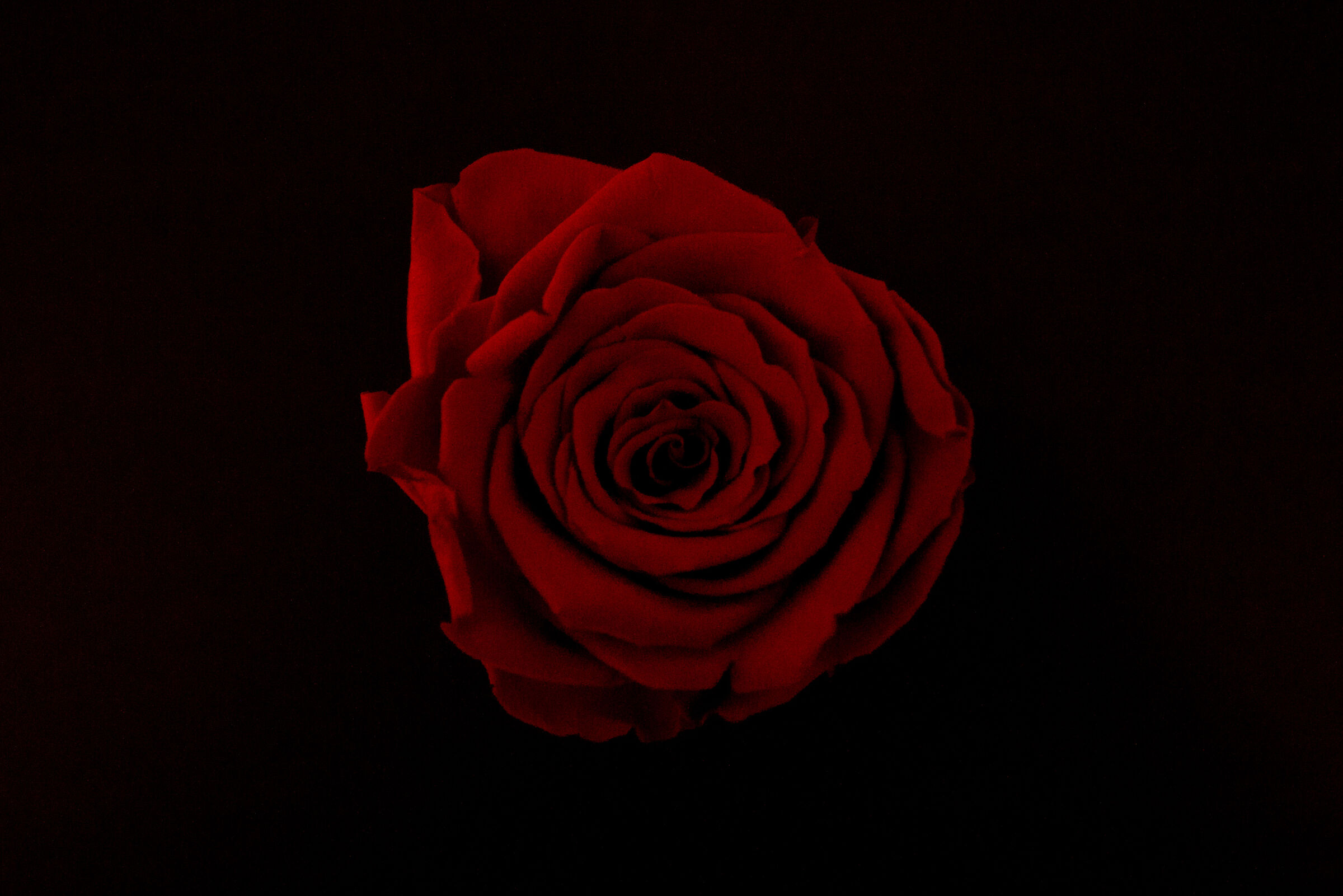 Valentine's Day pt.2