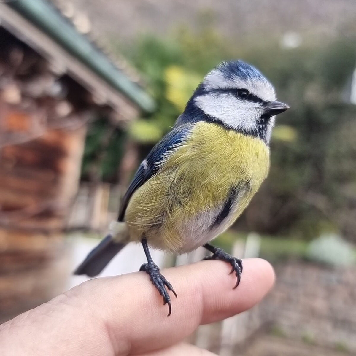 cinciarella sul mio dito