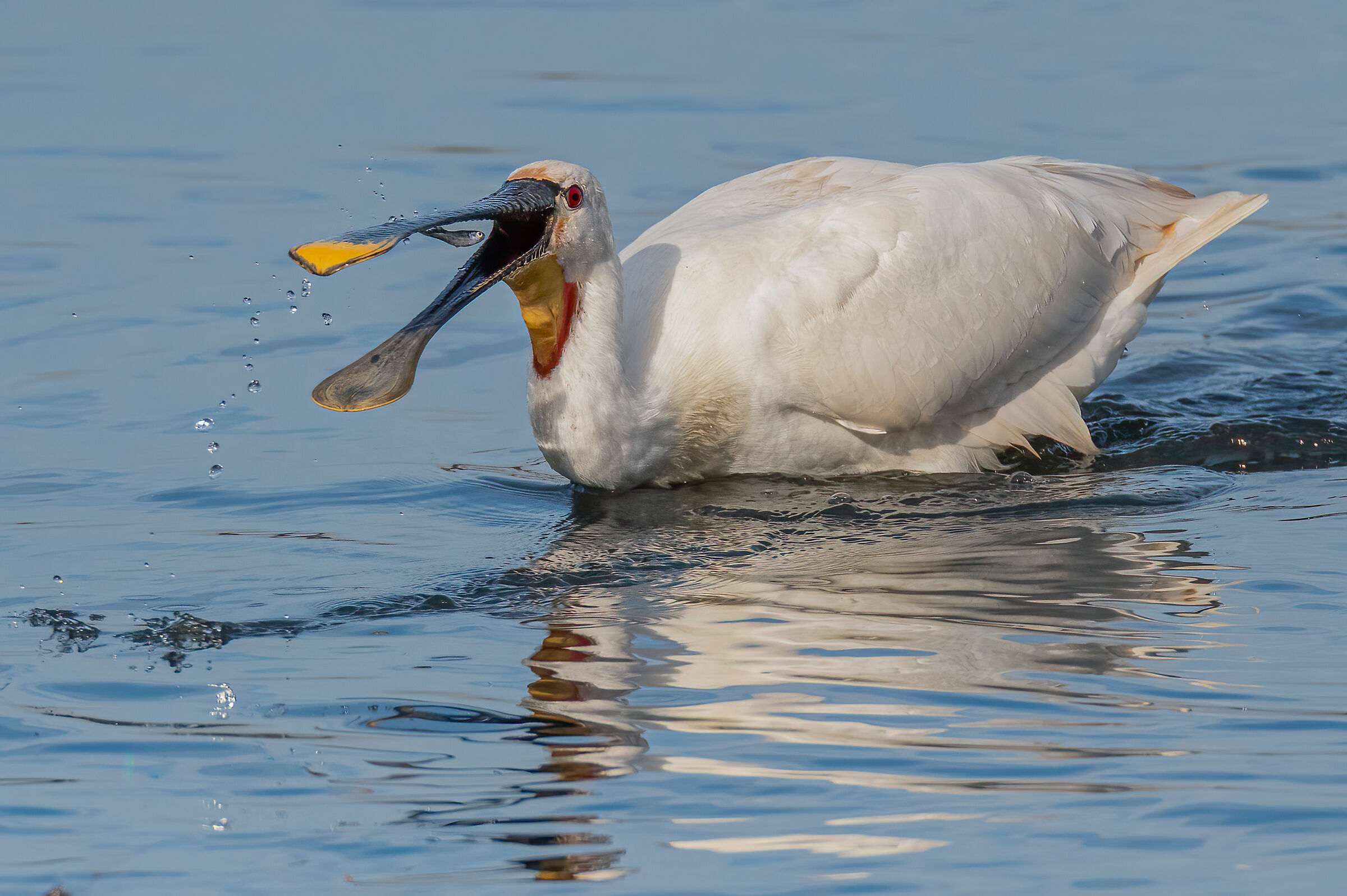 spatola(Platalea leucorodia)