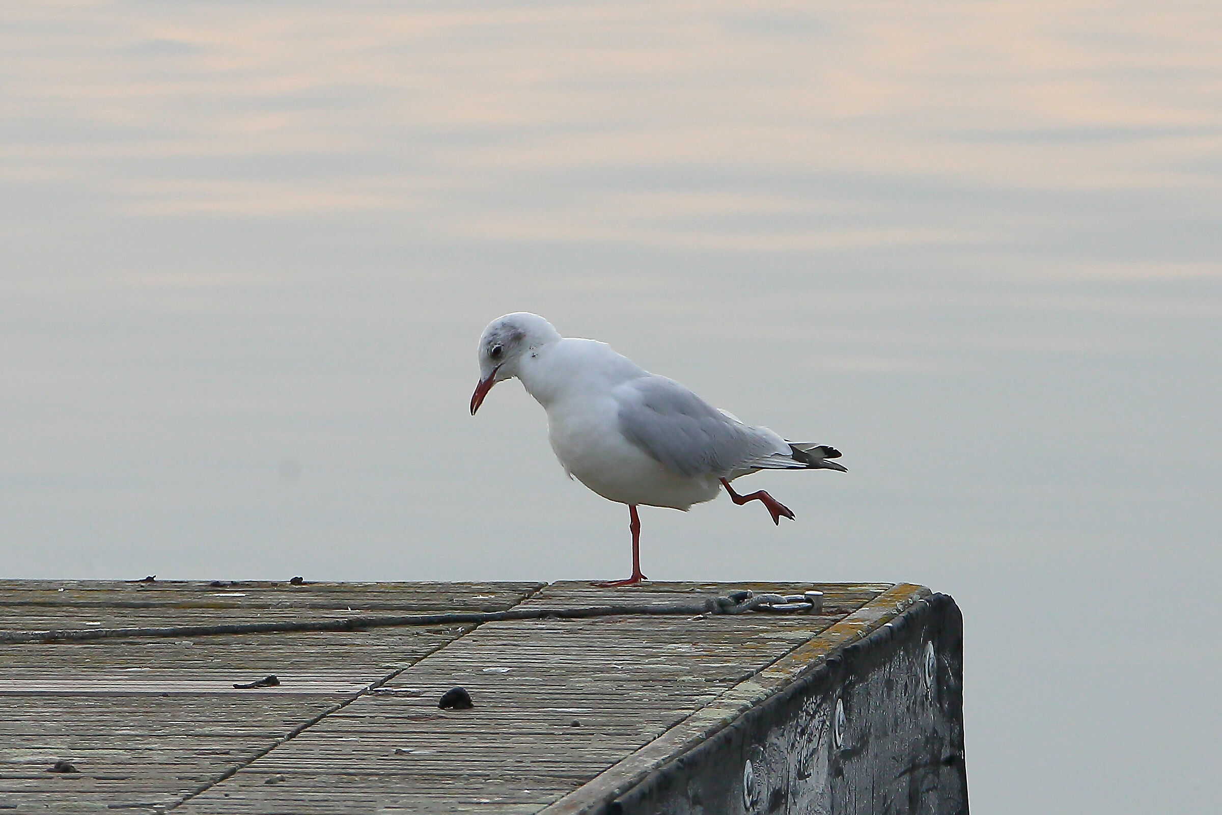 No Agente... Non ho bevuto...!!! Guardi... !