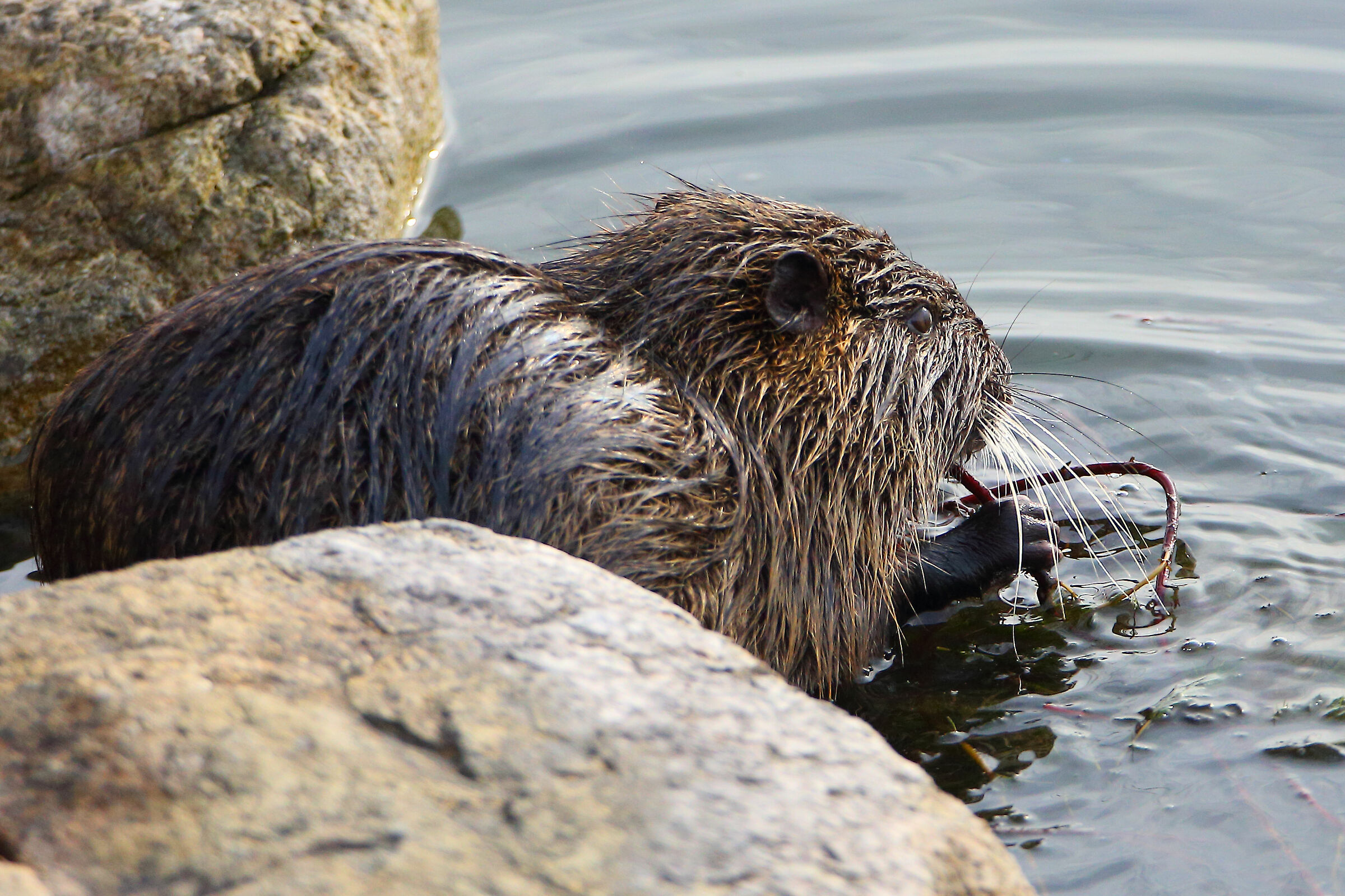 Acqua Azzurraa.. Acqua chiaraaaa.... !!