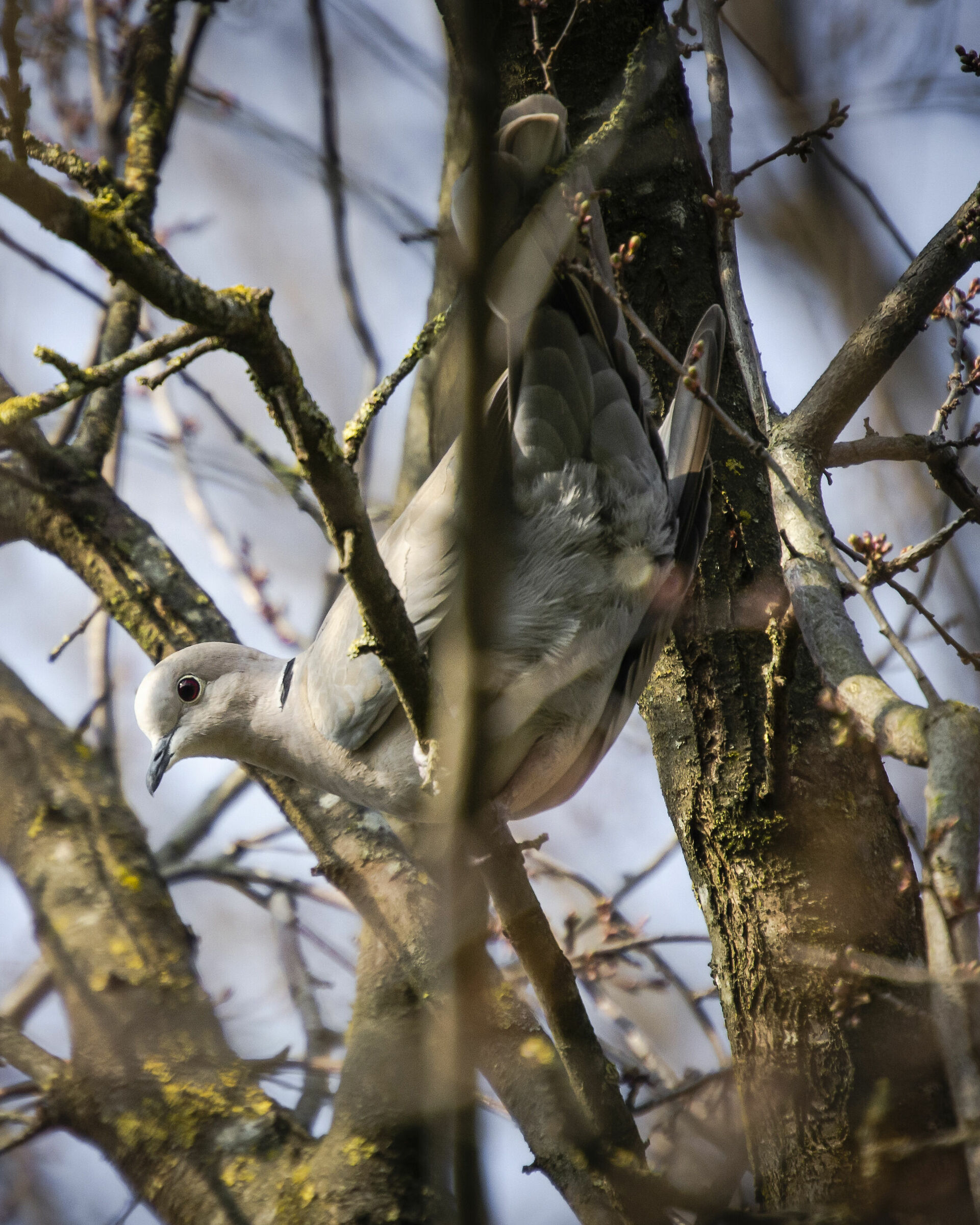 Collared dove