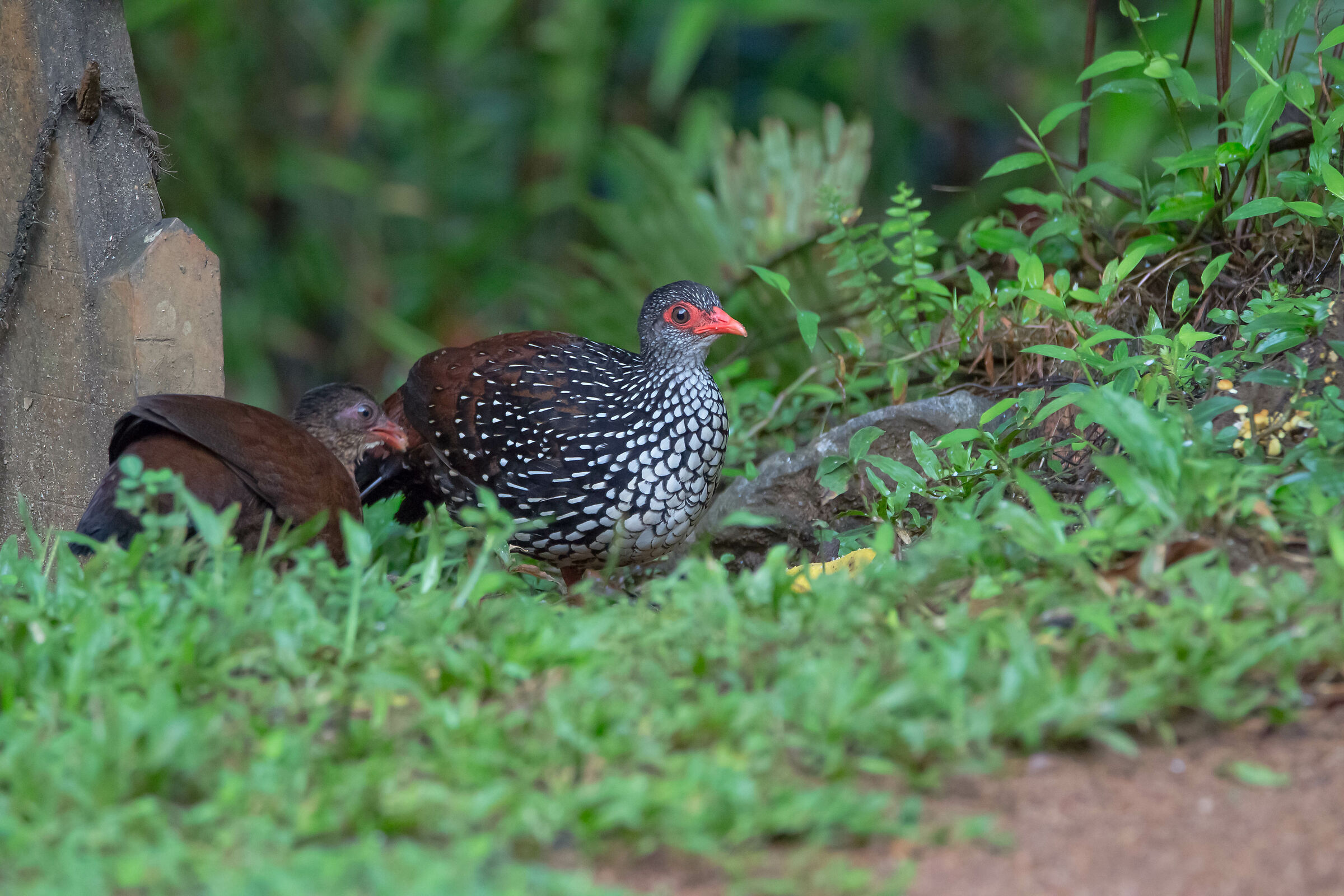Galloperdix bicalcarata