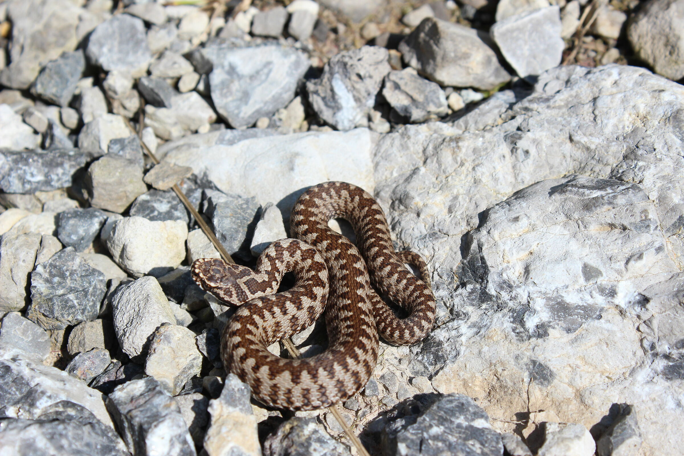 Vipera berus