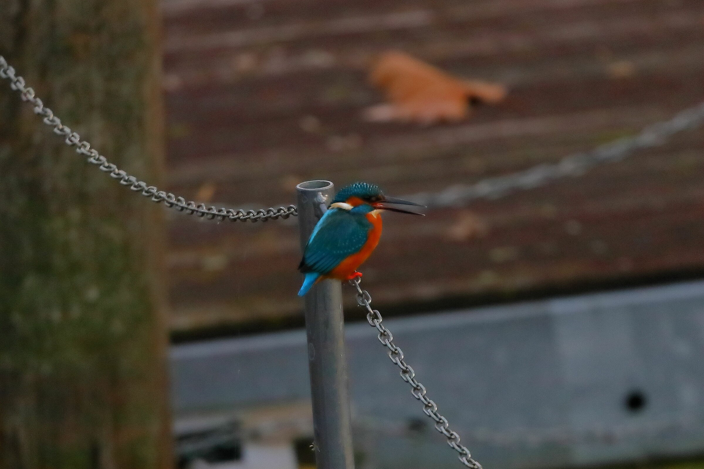 Kingfisher12-12-2023