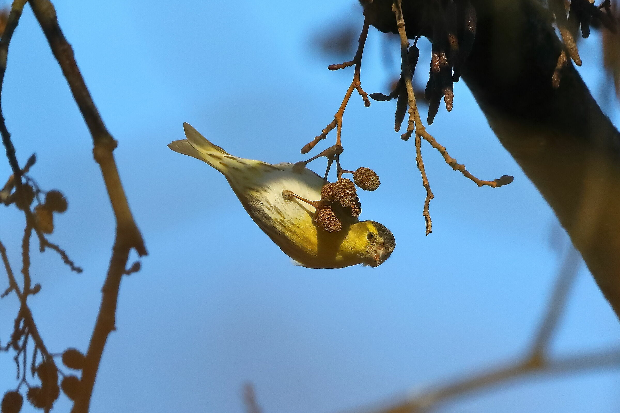 Lucherino 14-12-2023