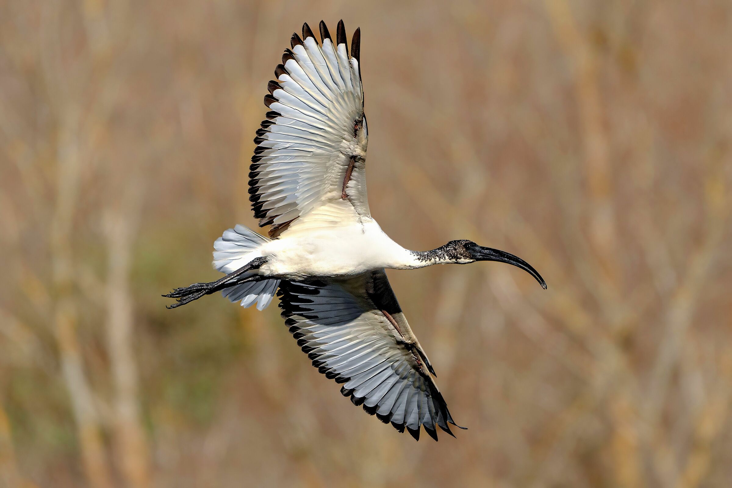 Sacred Ibis