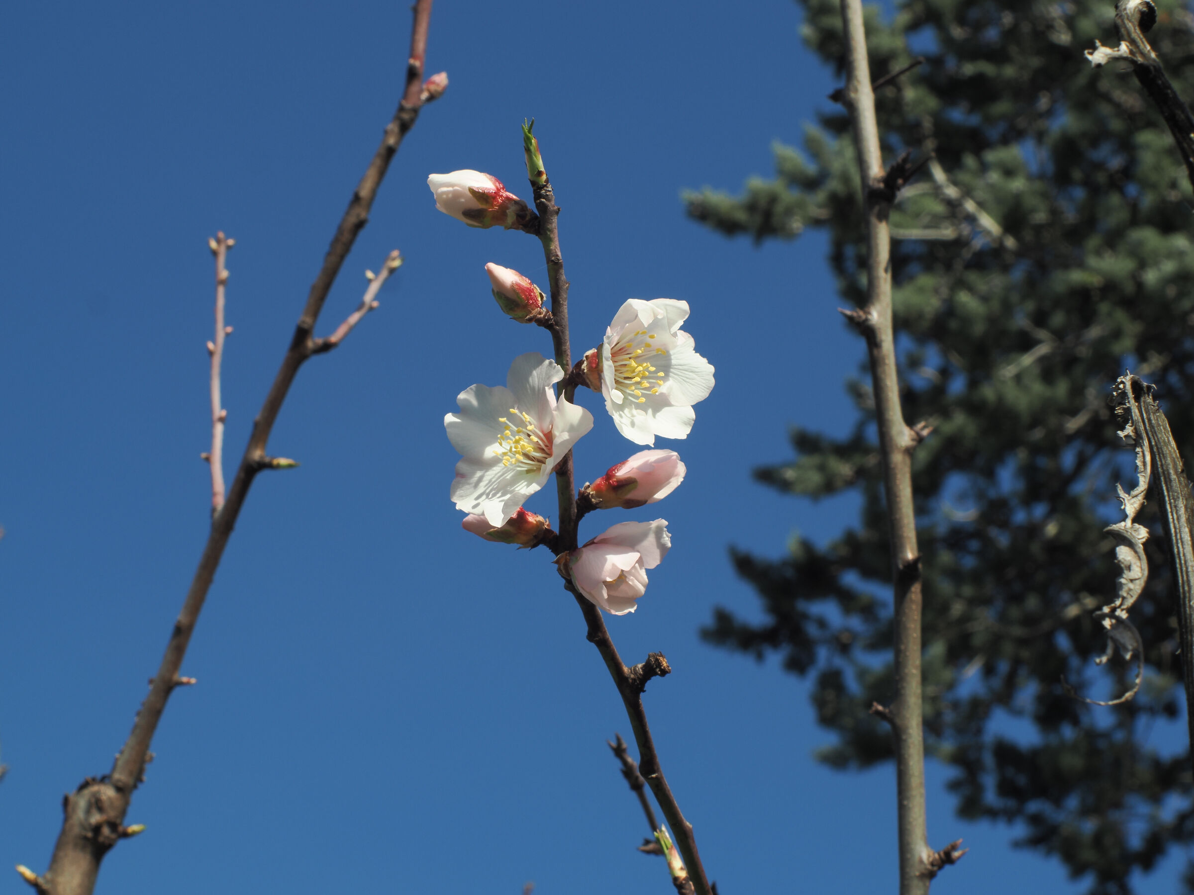 Primi fiori del mandorlo