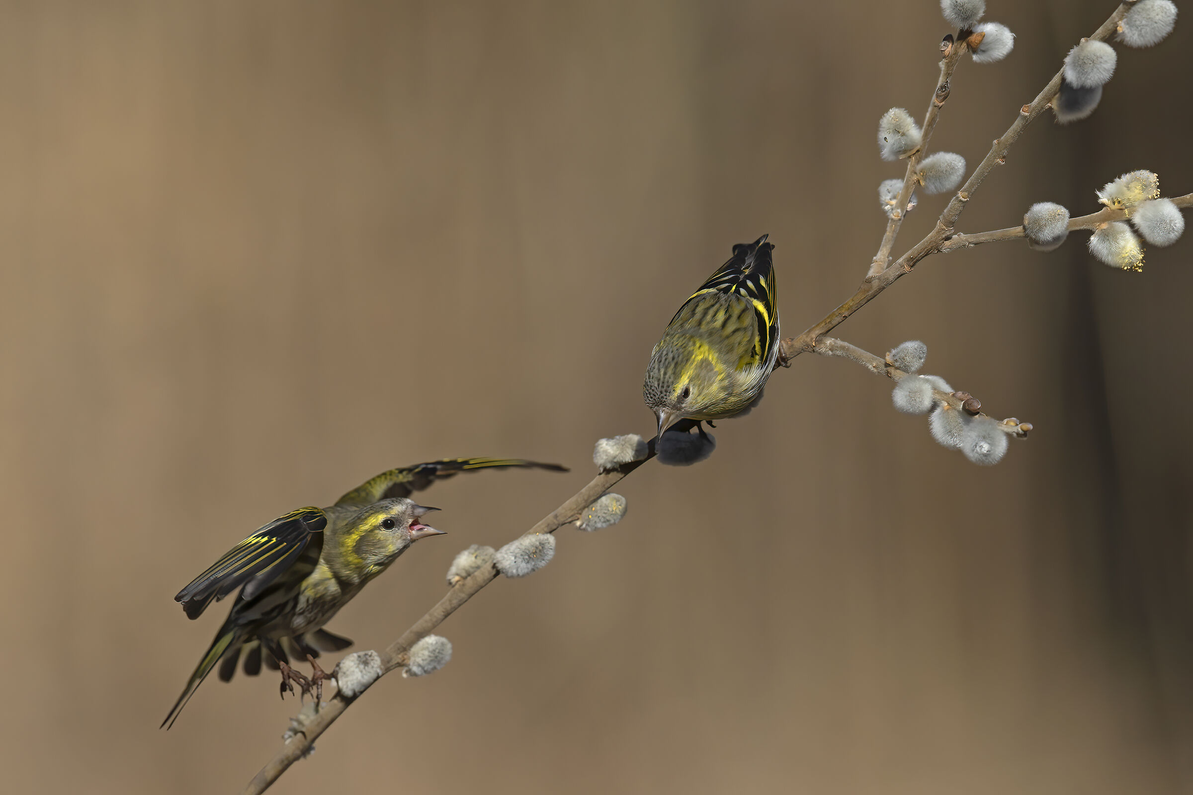 Lucherini in condominium