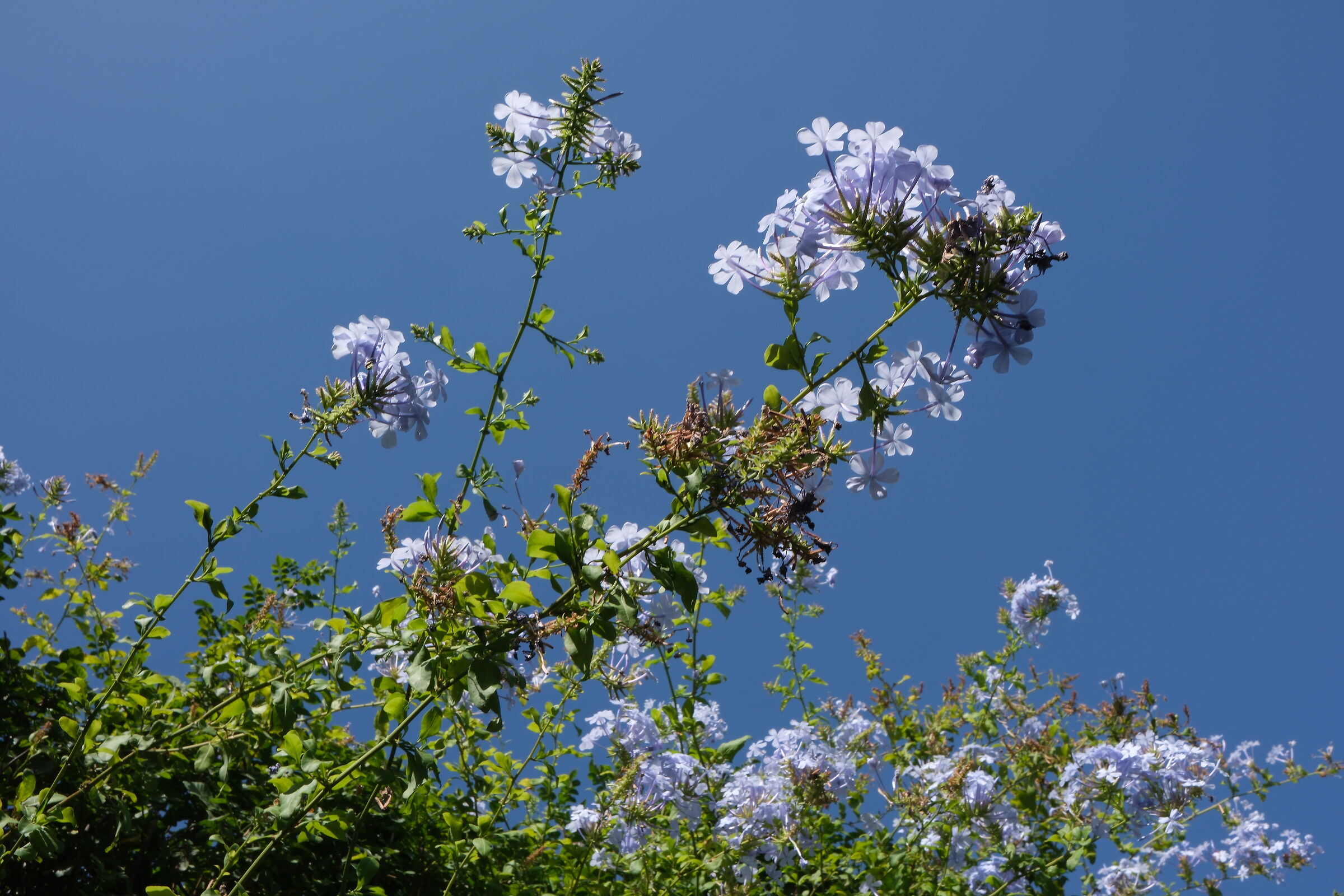 Nel blu dipinto di azzurro