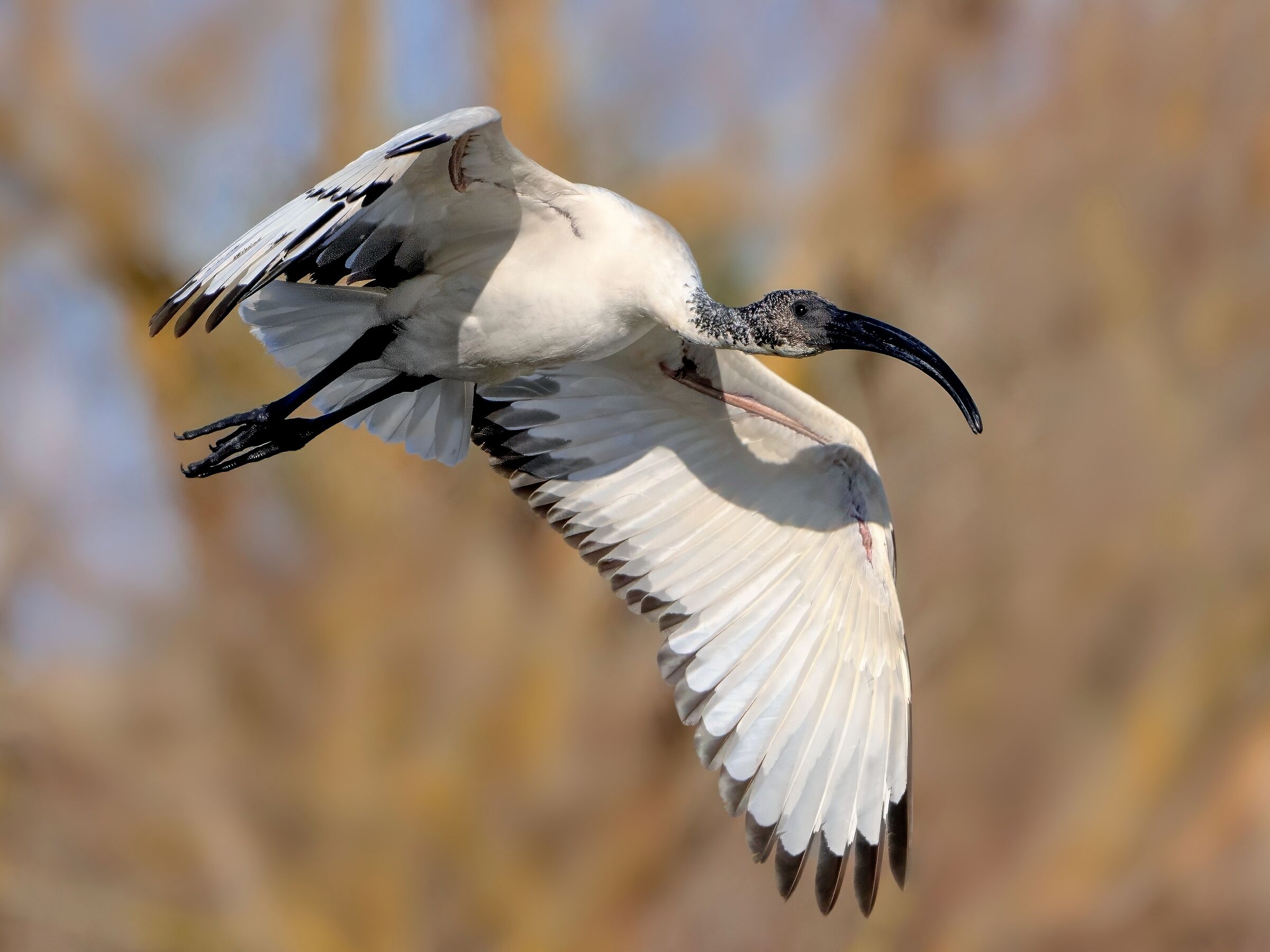 Sacred Ibis