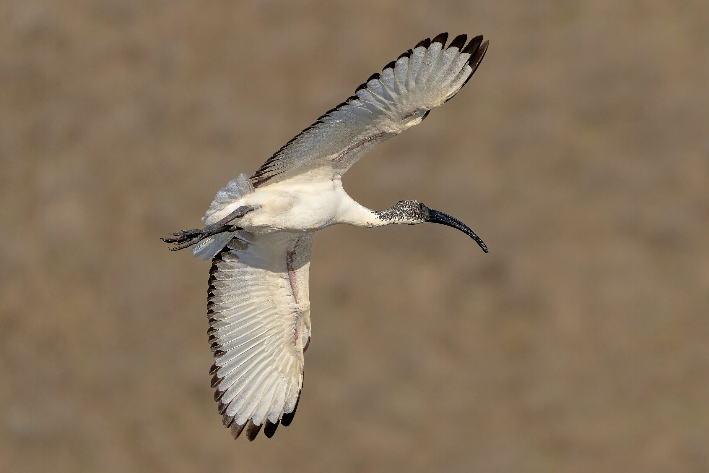 Sacred Ibis