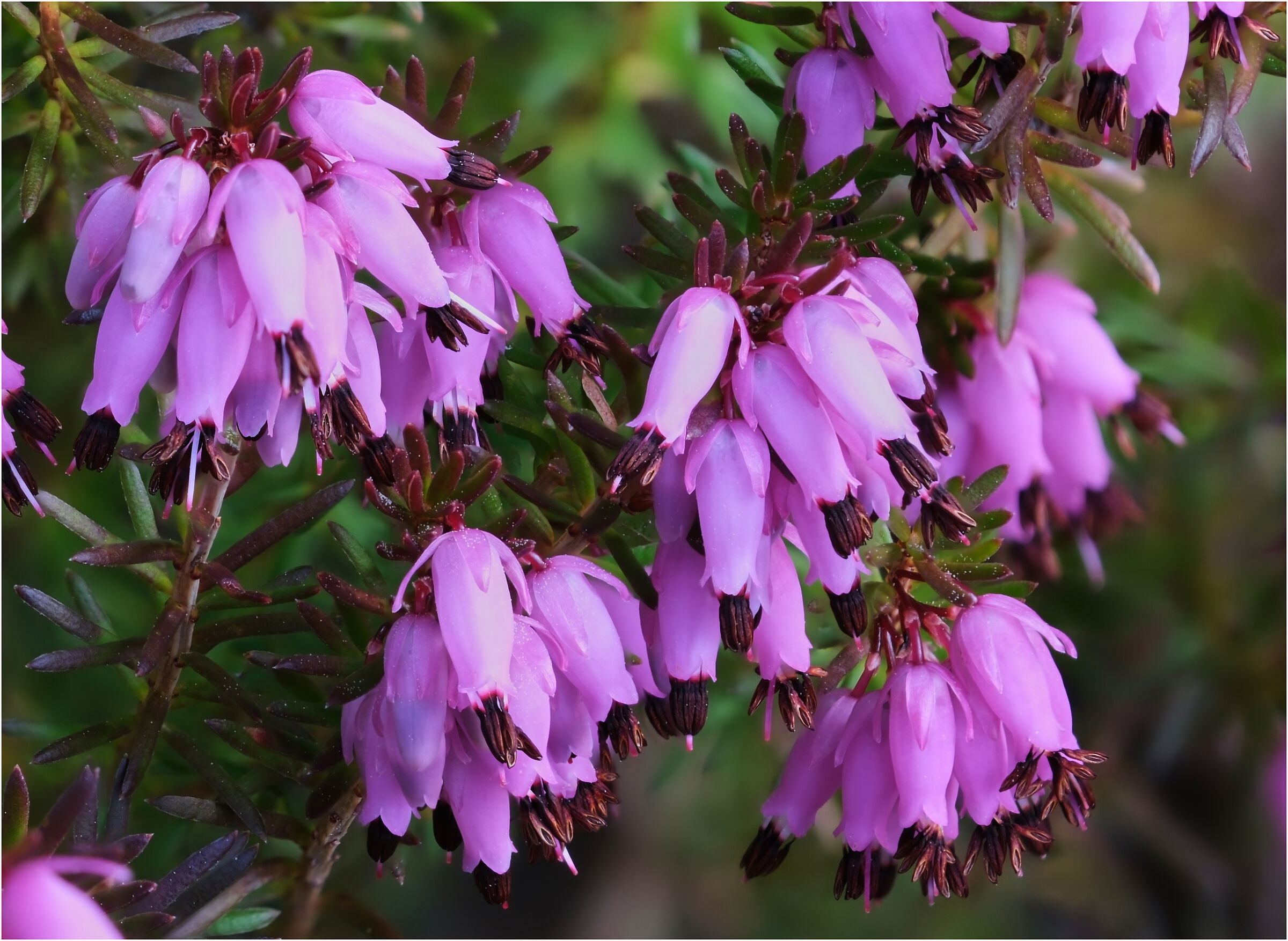 Erica carnea/Stacked 25 Foto.