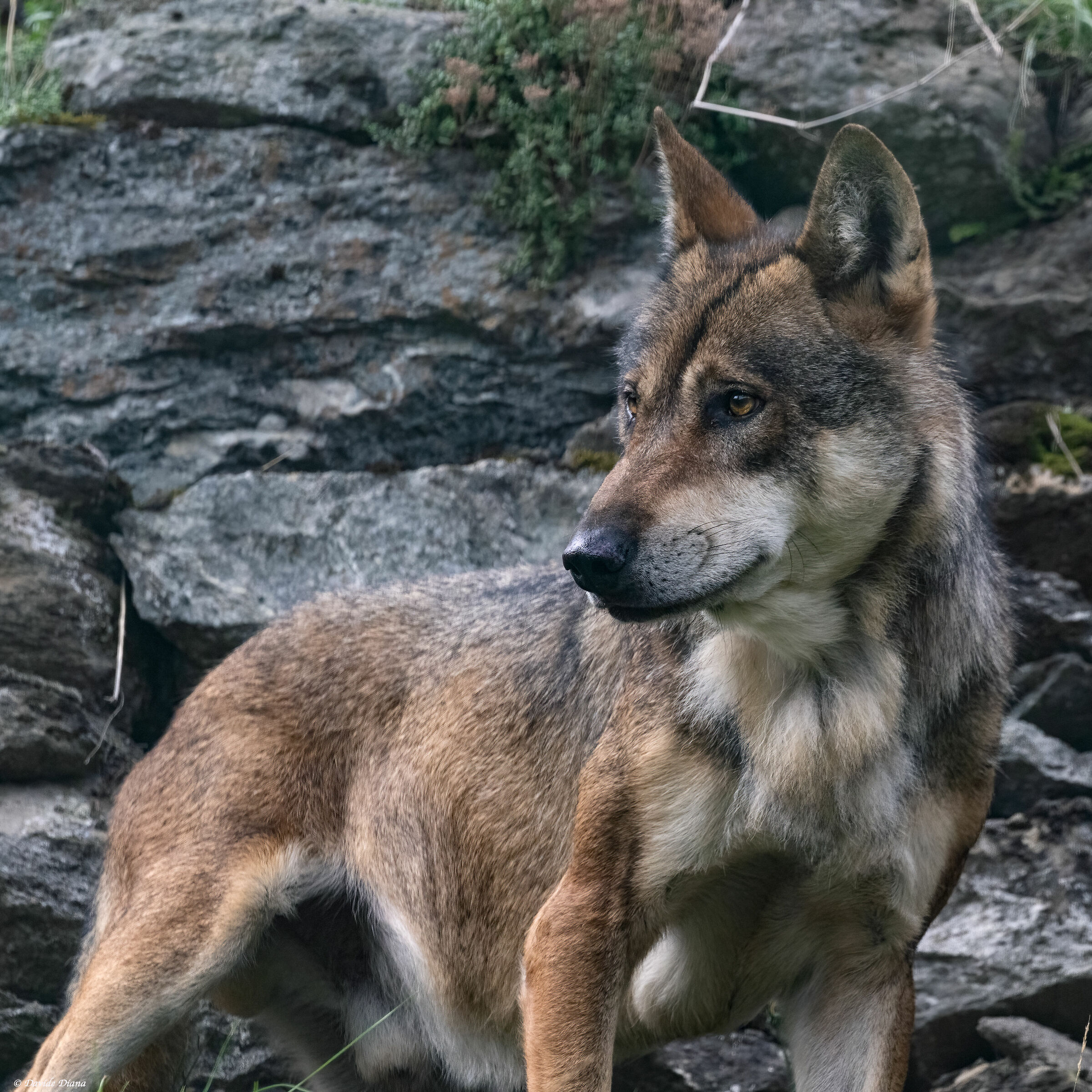 Lupo - Gran Paradiso National Park