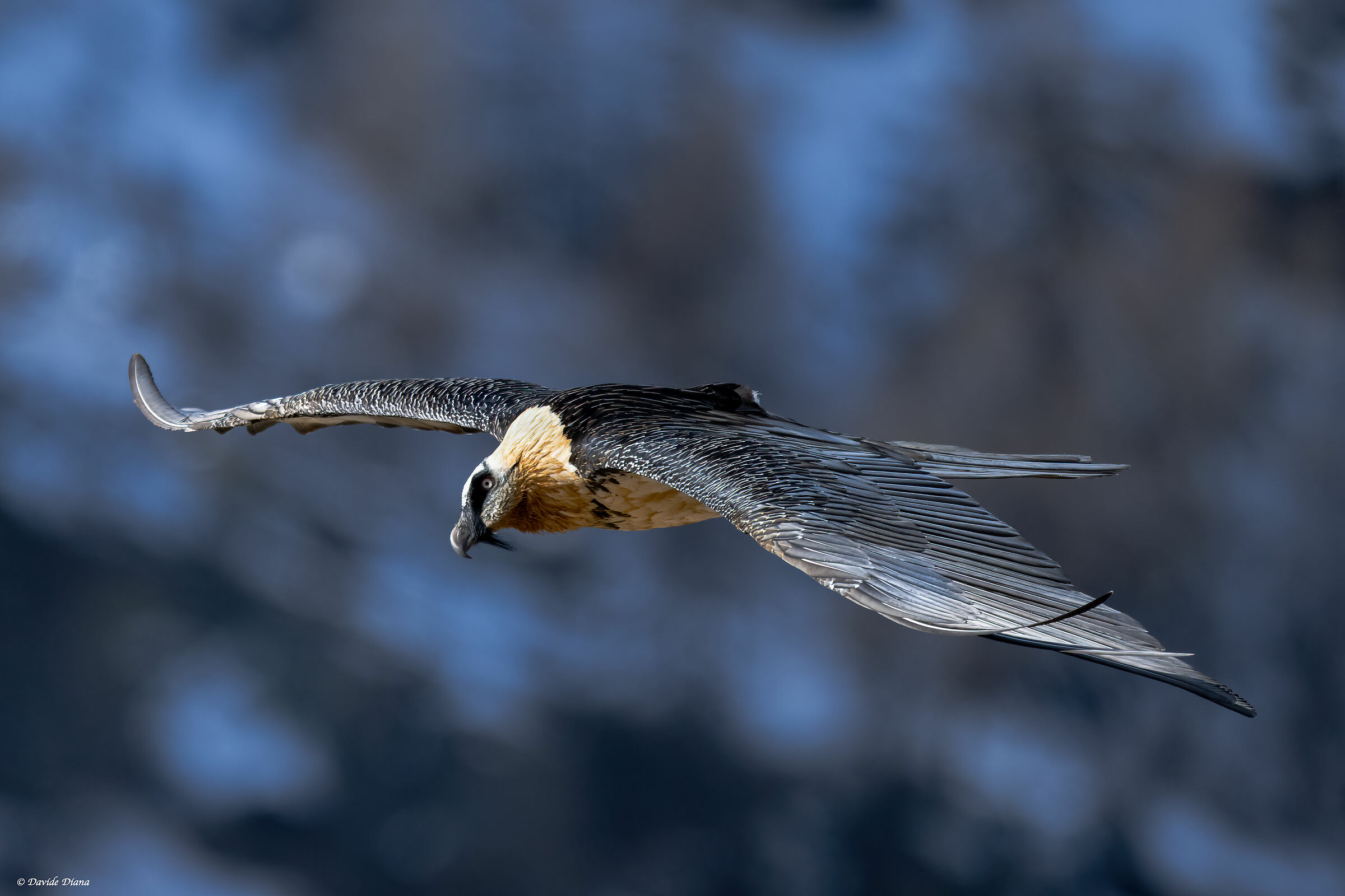 Gypaetus barbatus - Gran Paradiso National Park