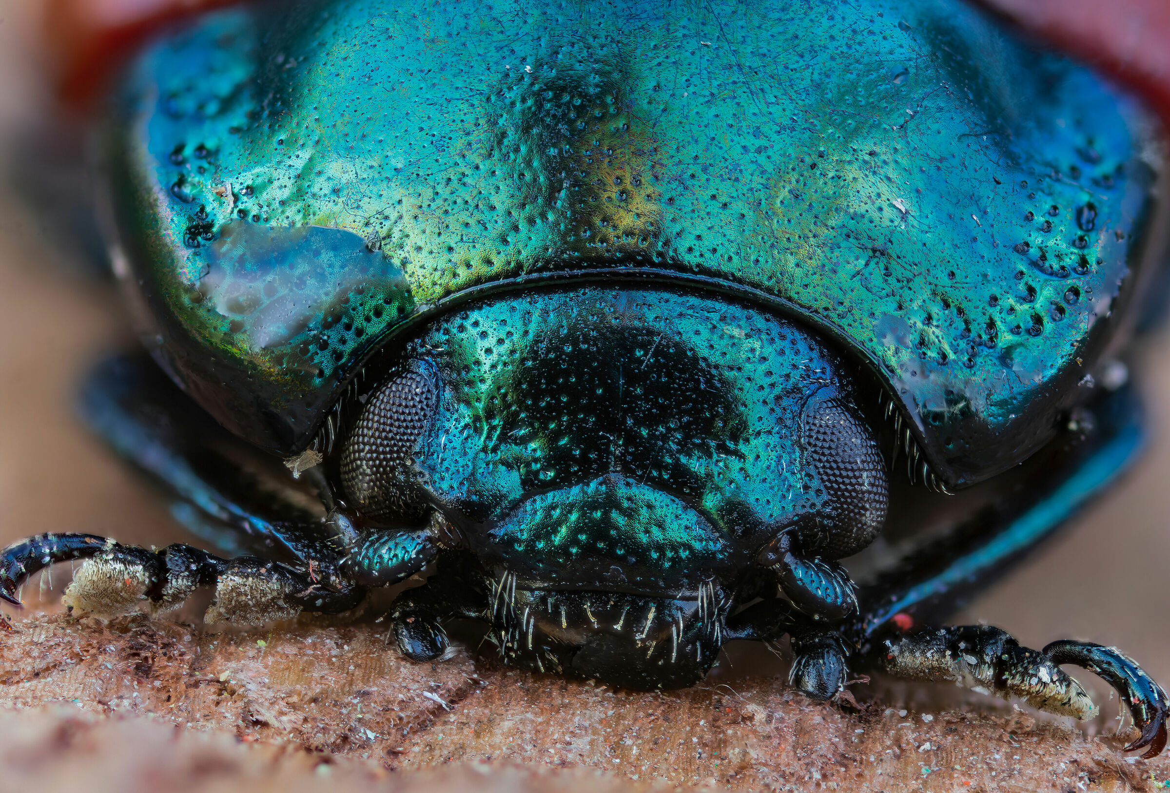 Big Chrysolina Sleeping Big Fat