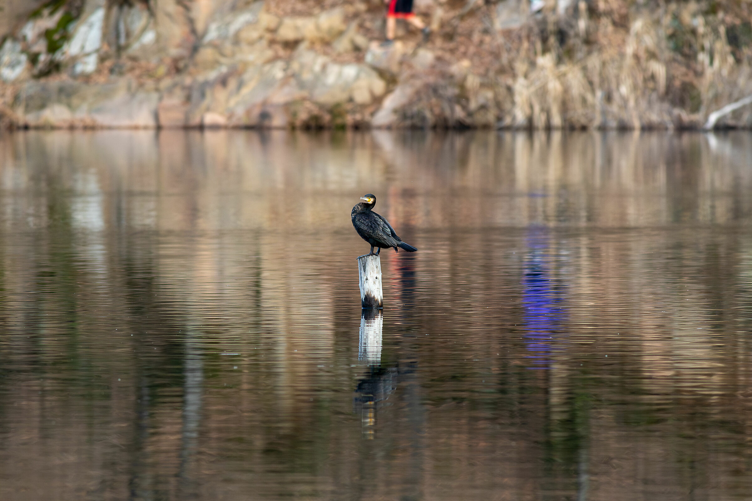 Cormorano a Monticolo