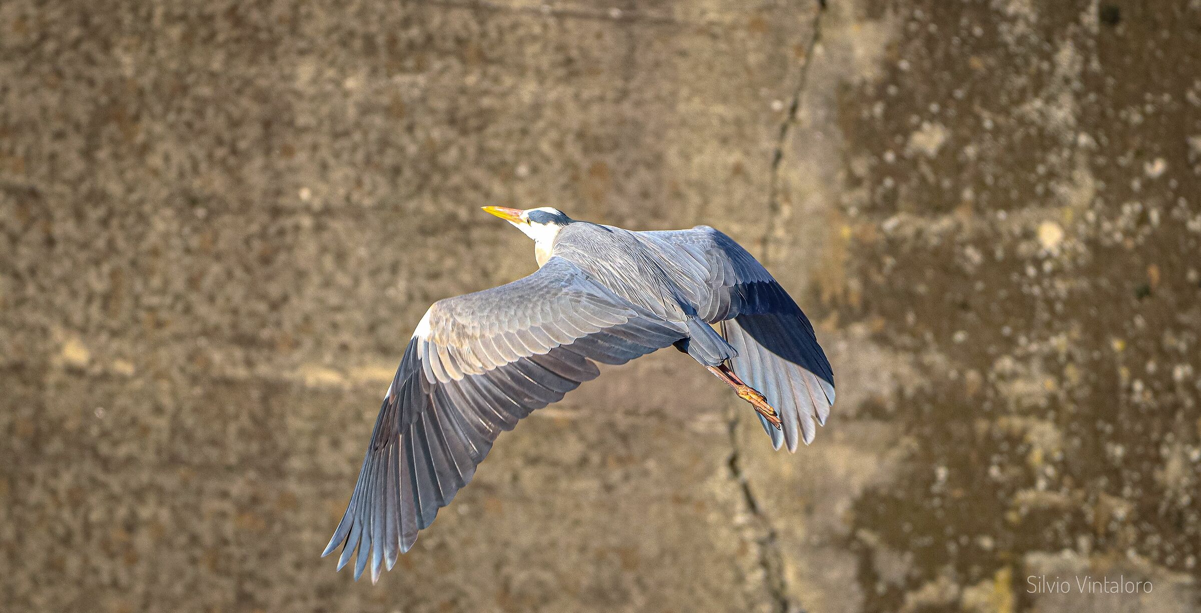 Heron in flight