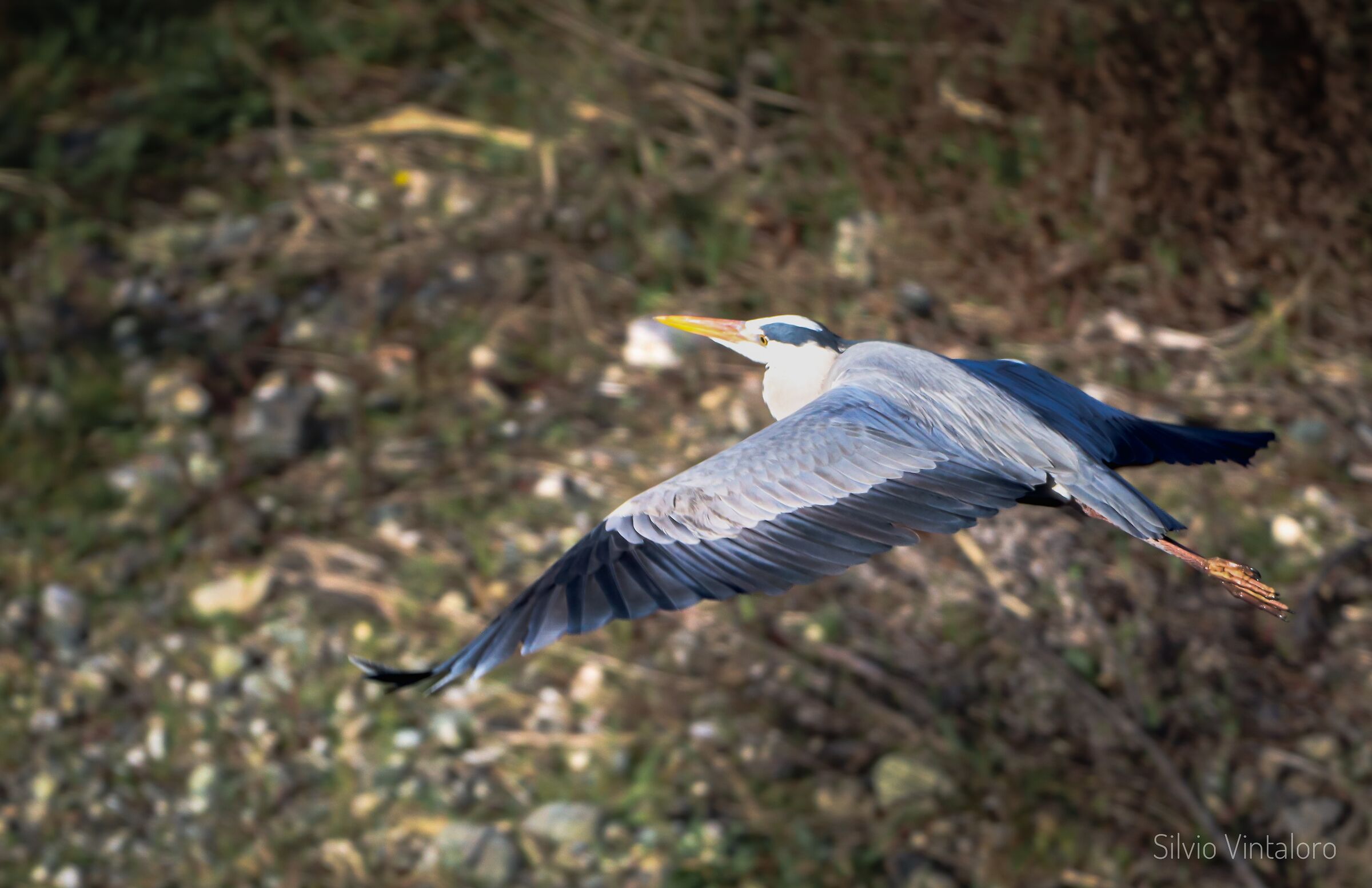 Heron in flight