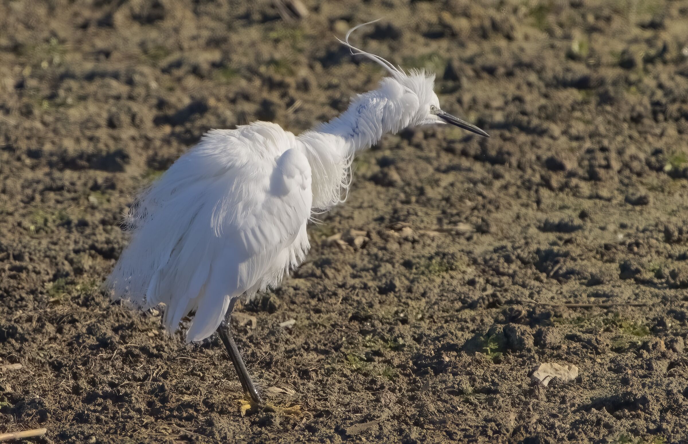Devo darmi una sistemata