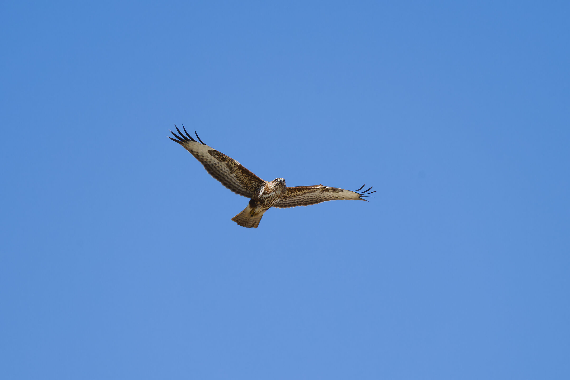 Buzzard