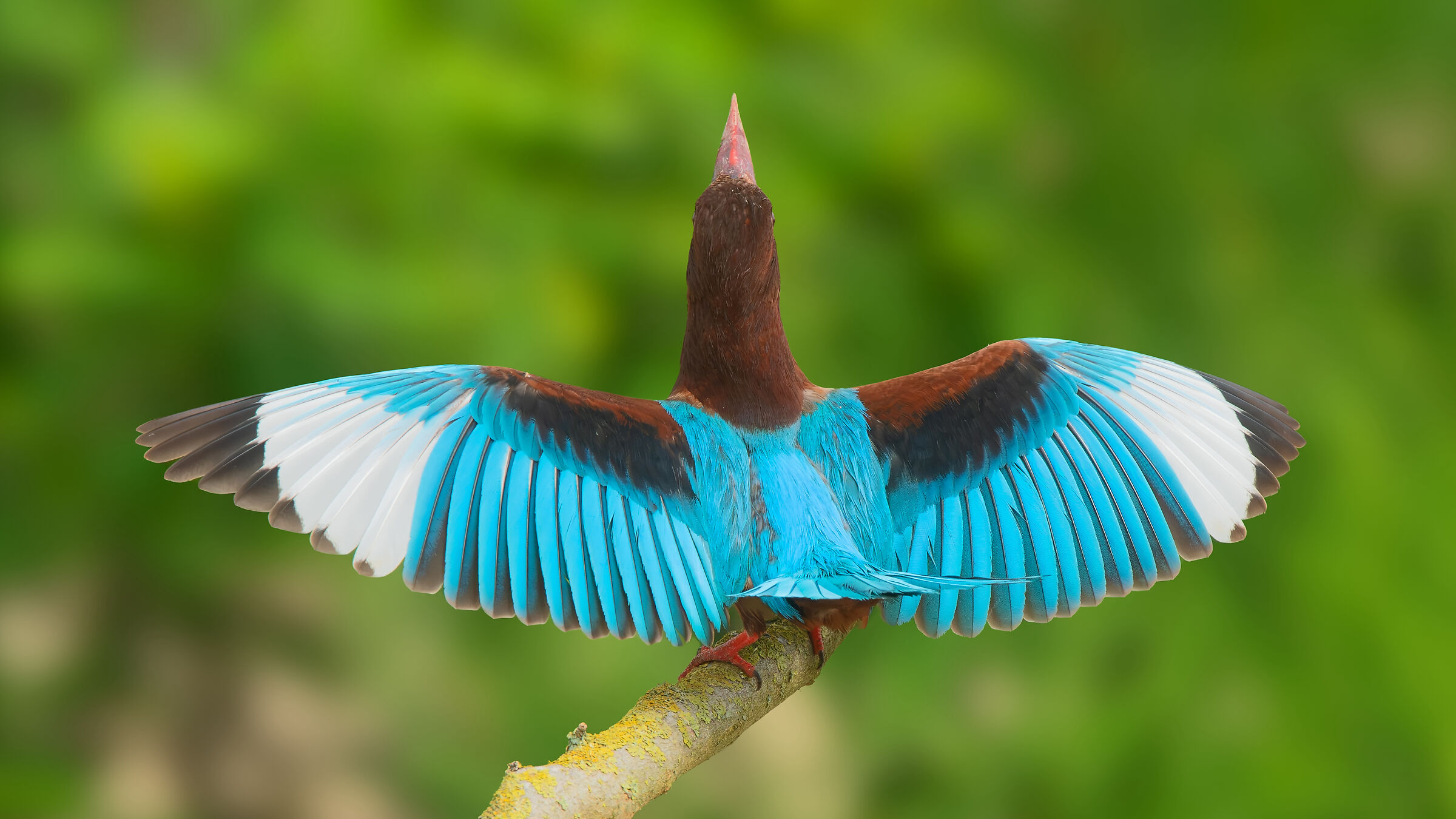 Smirnensis di Halcyon