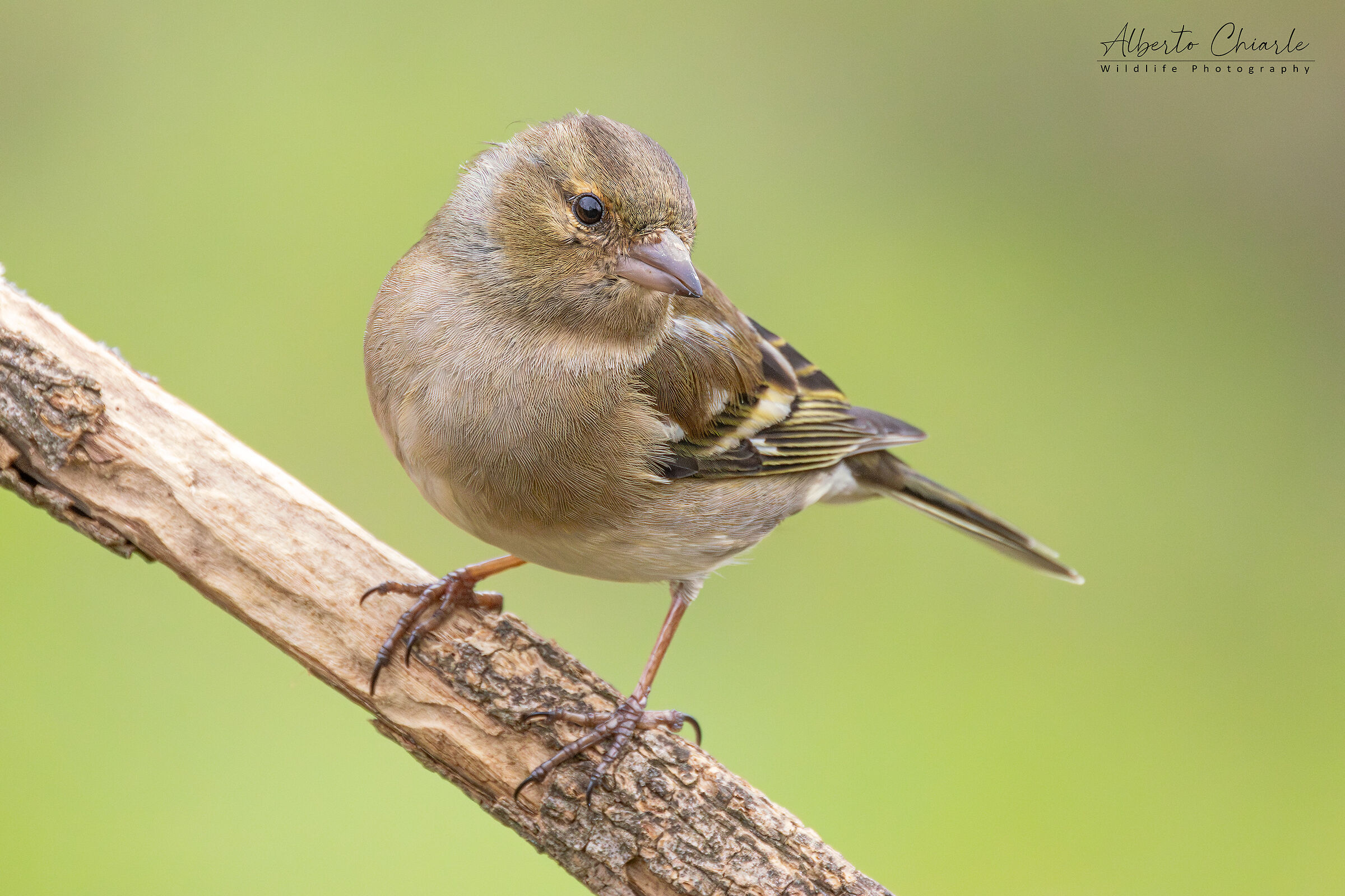 Chaffinch (female)