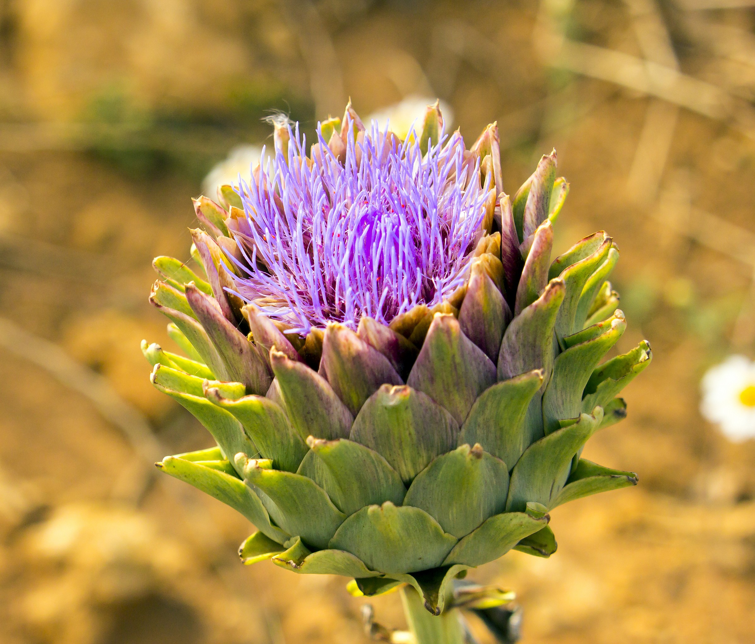 Fiordicarciofo .....