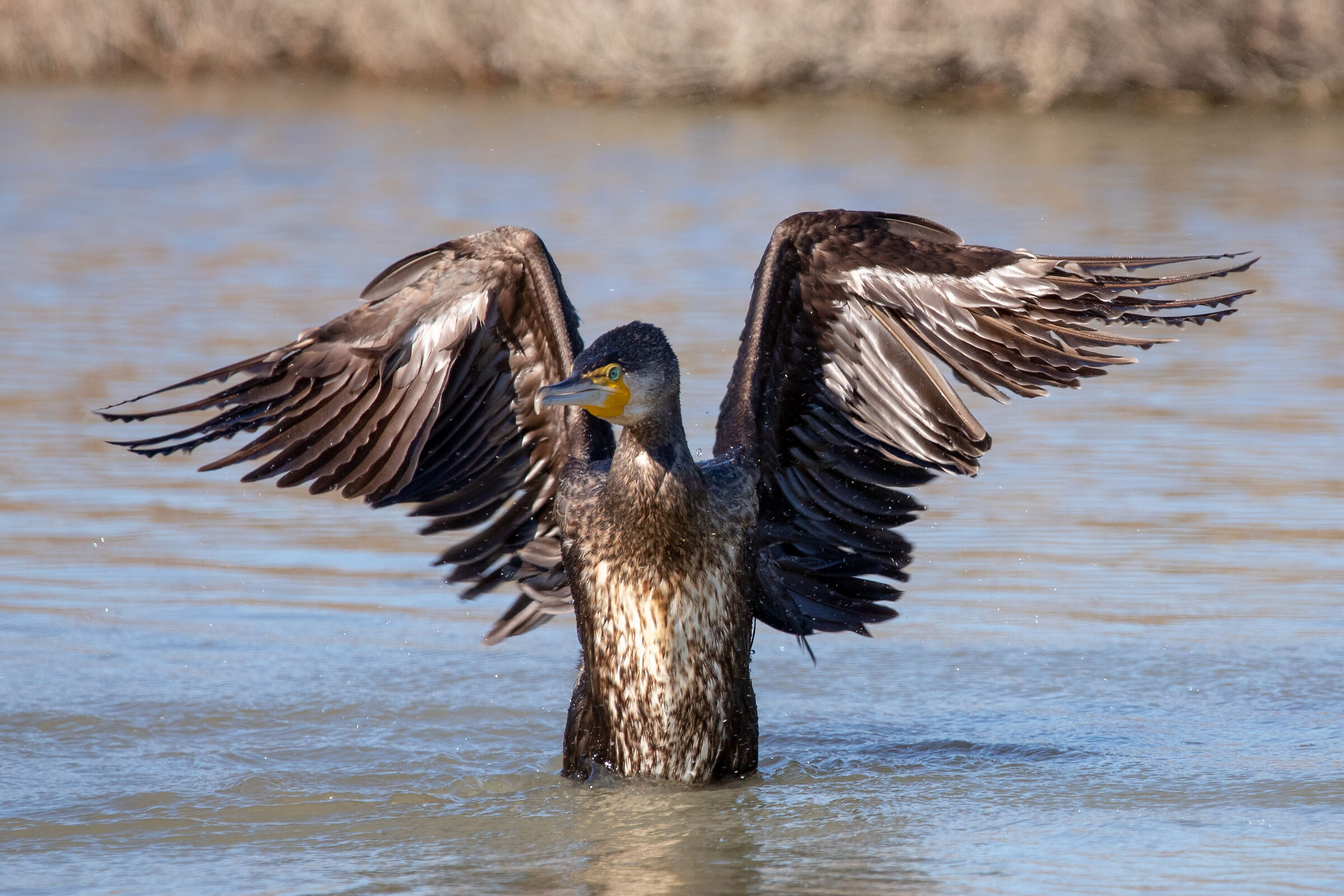 Cormorano...arrabbiato