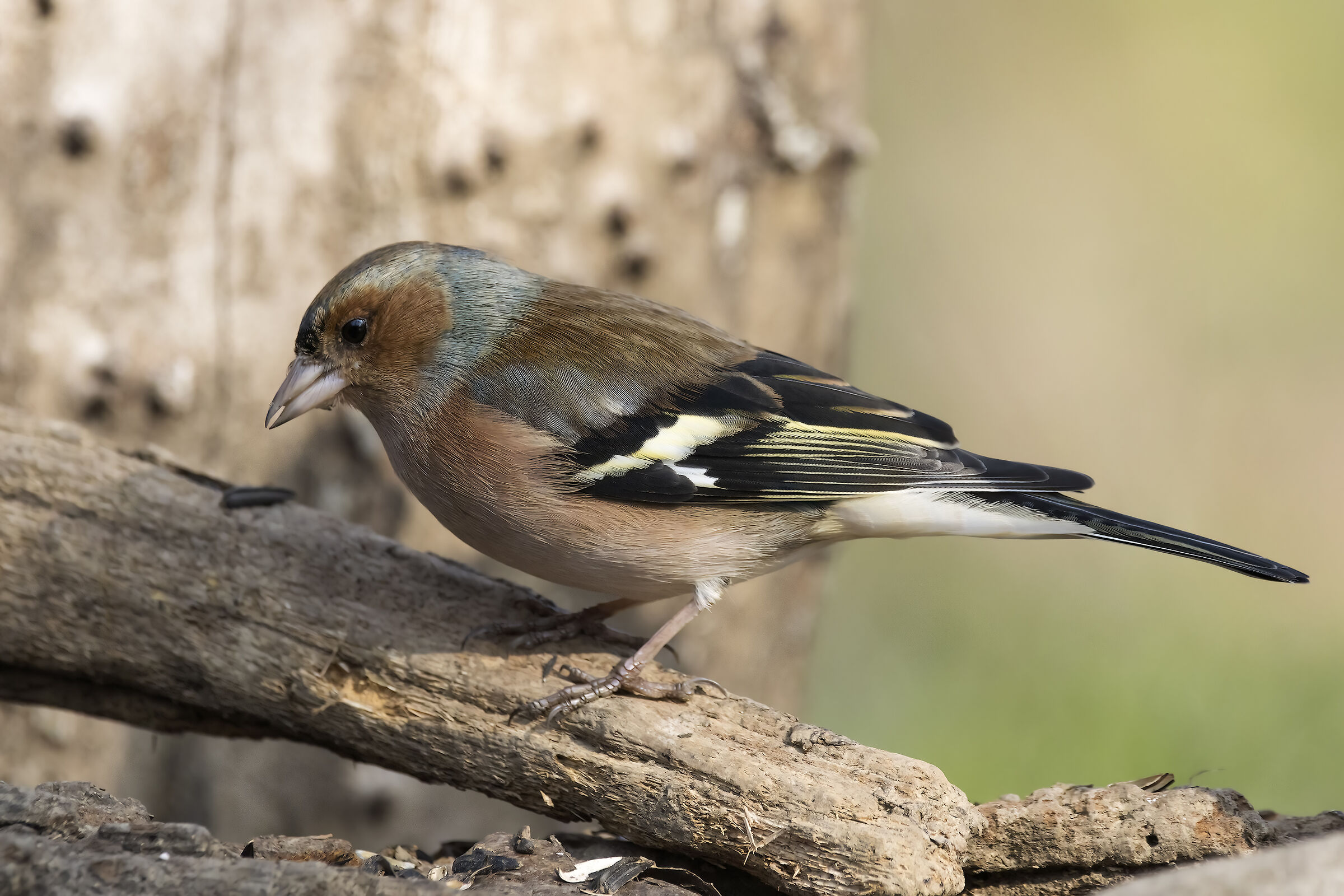Chaffinch - Fringilla coelebs