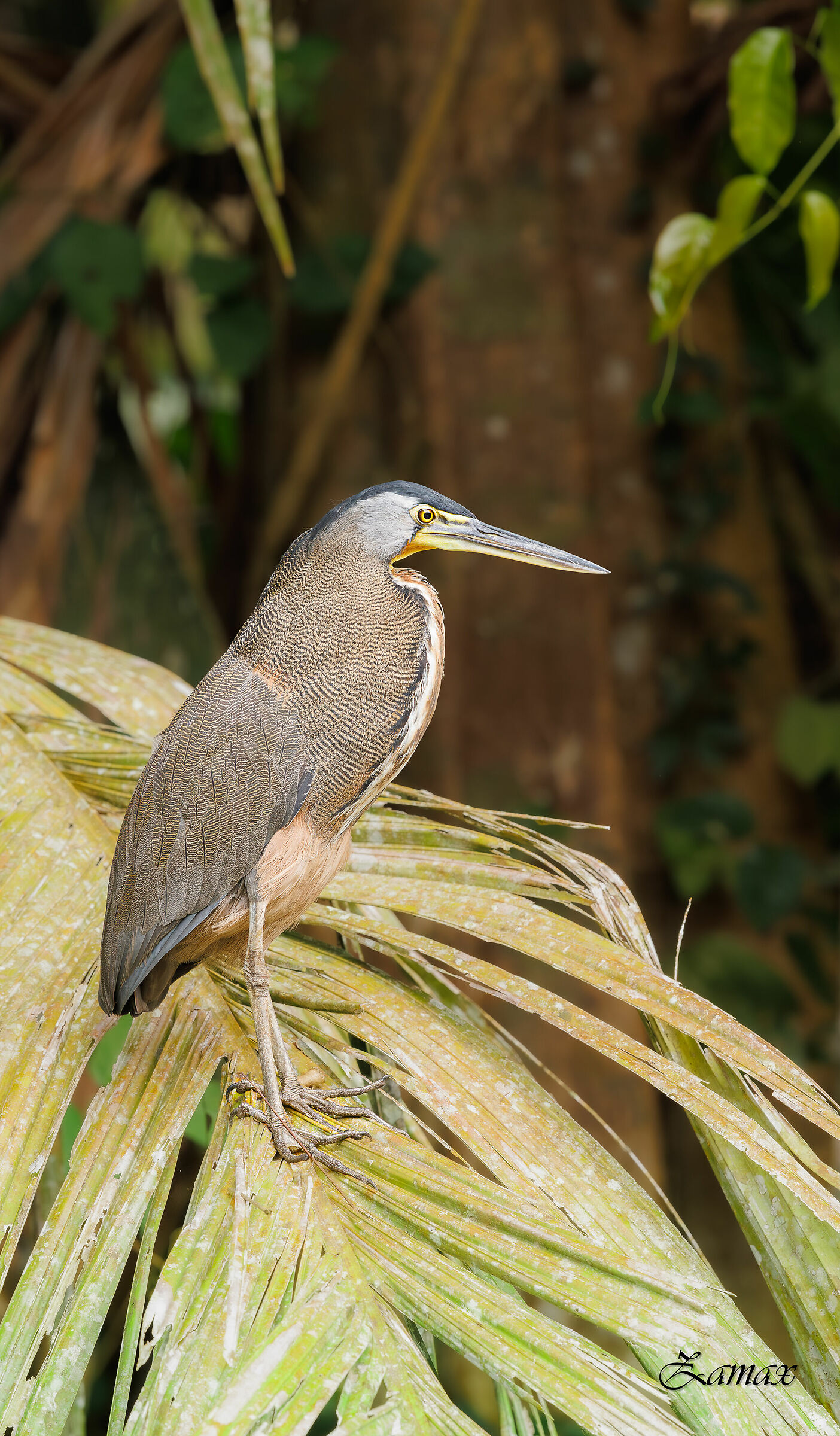 Airone Tigre Fasciato