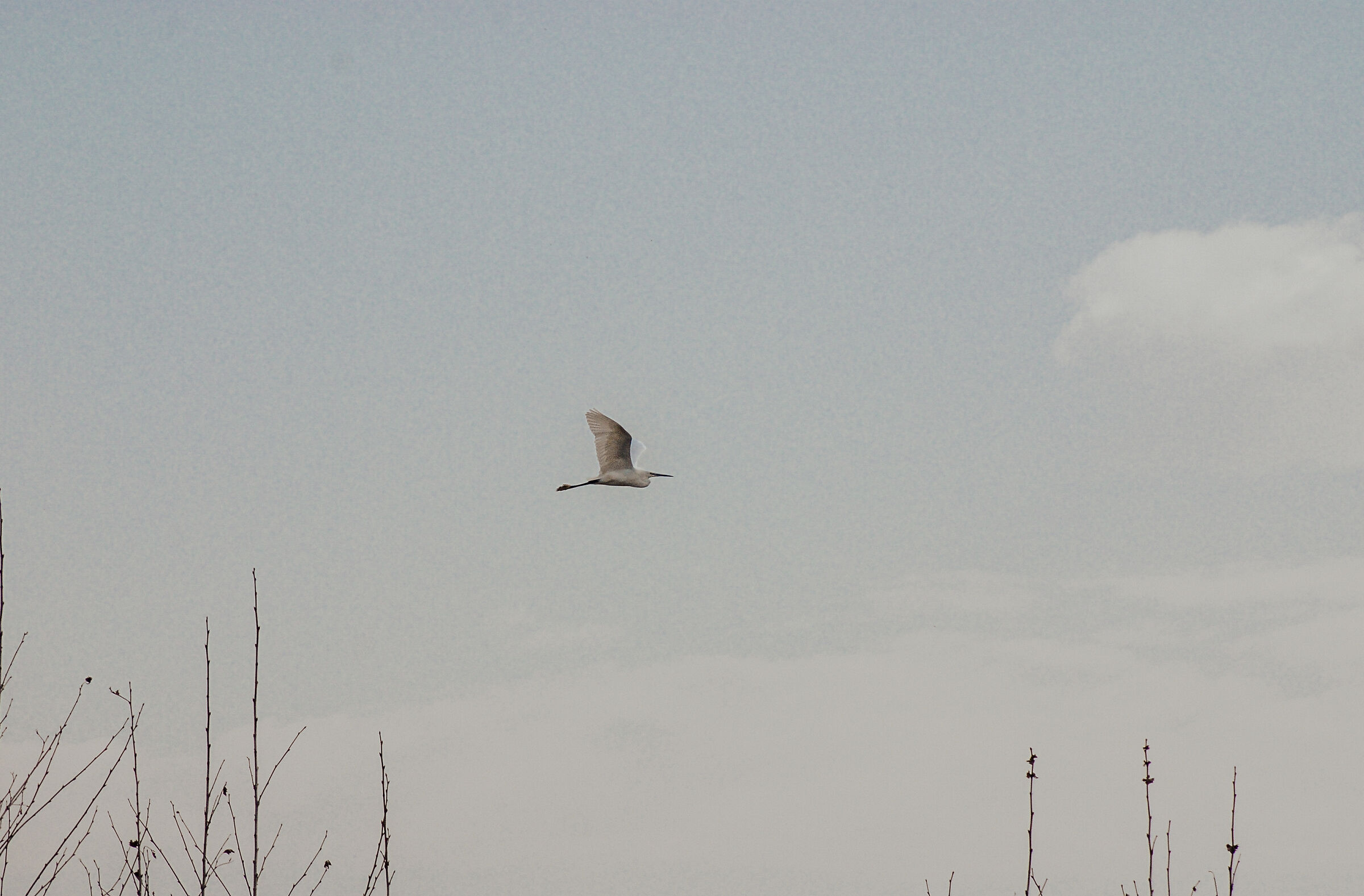 White Heron