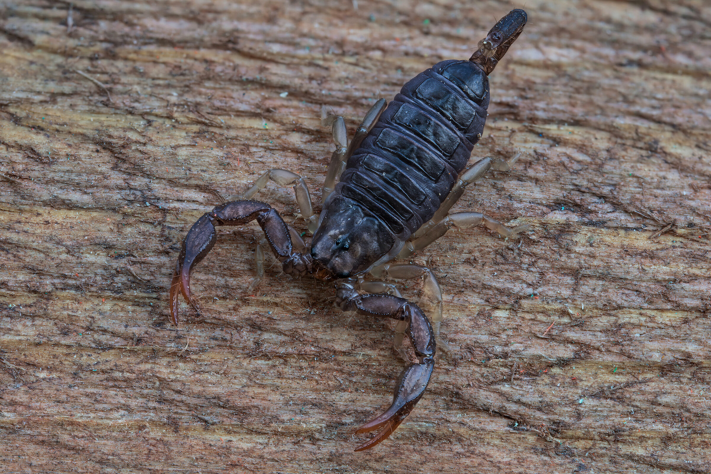Euscorpius sp.