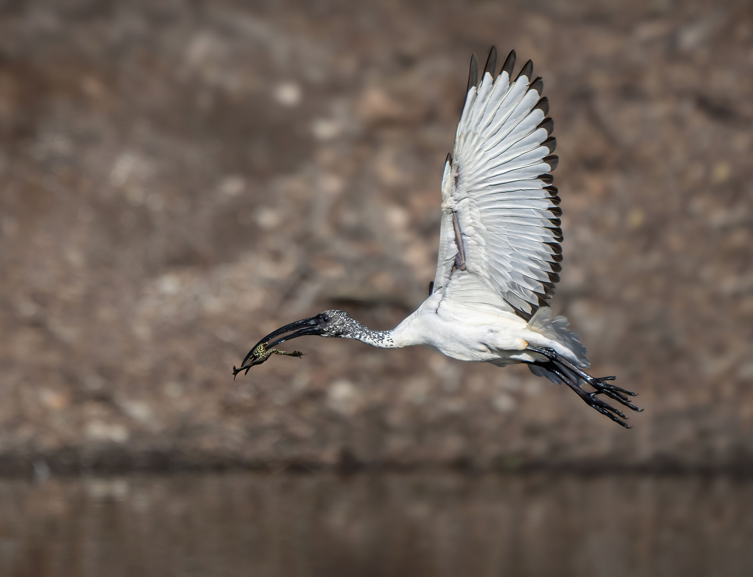 Ibis Sacro con Pranzo