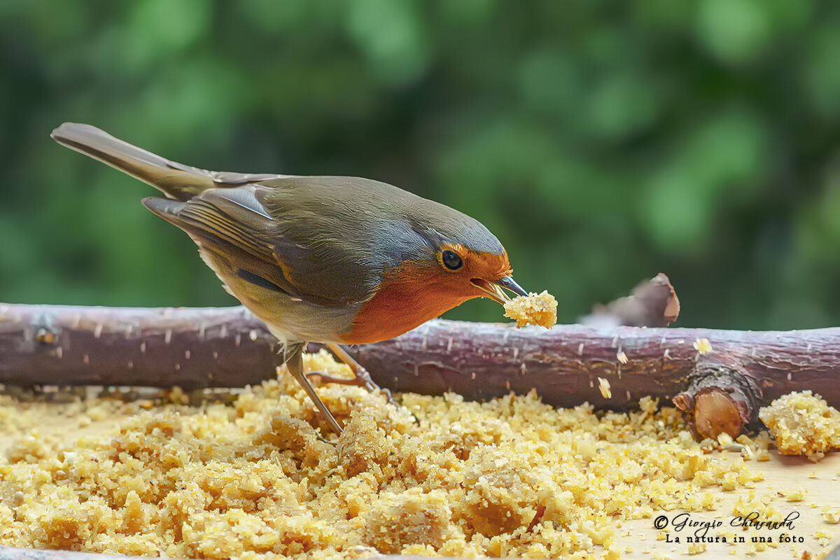 Robin (Erithacus rubecula)