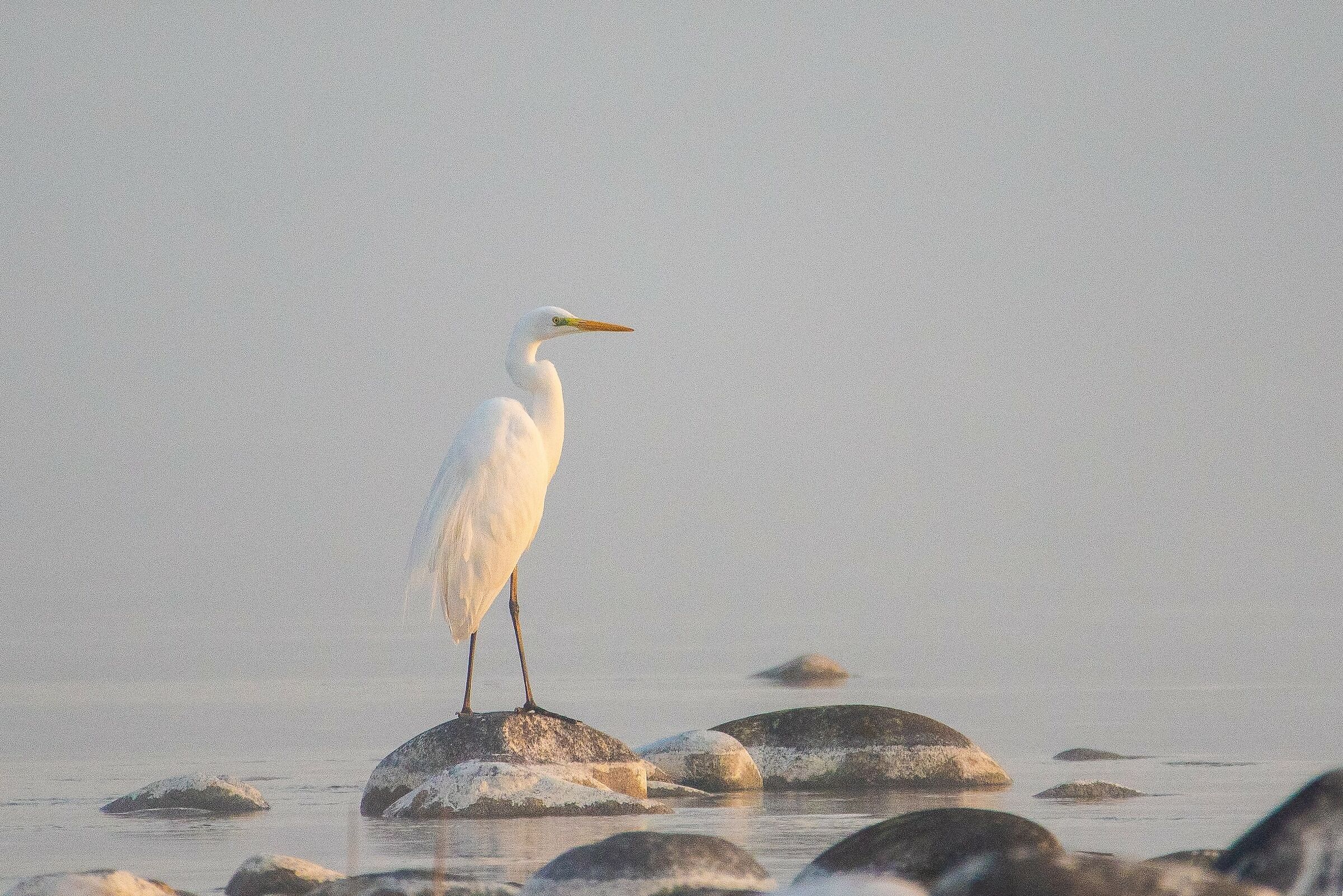 un tocco di bianco nella nebbia