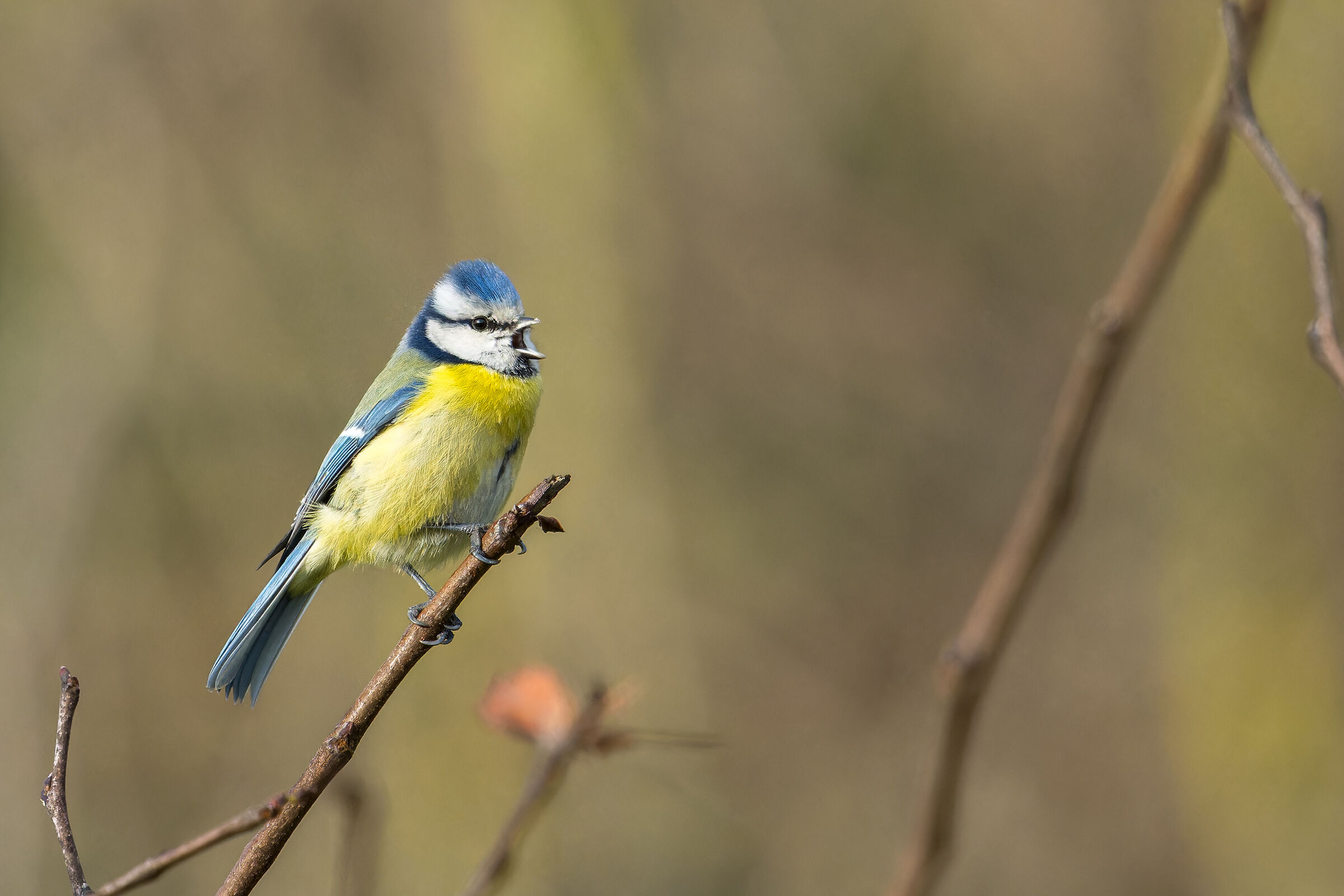 La cinciarella urlante
