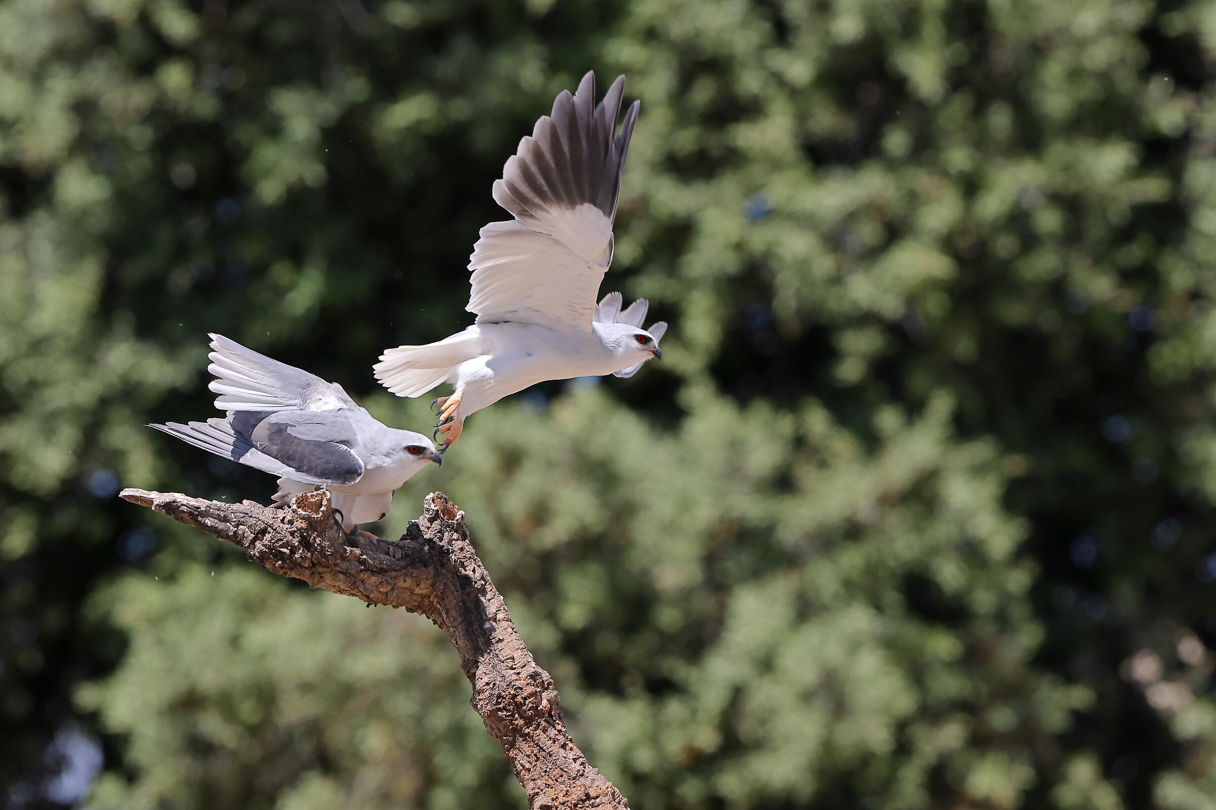 Dopo l'accoppiamento