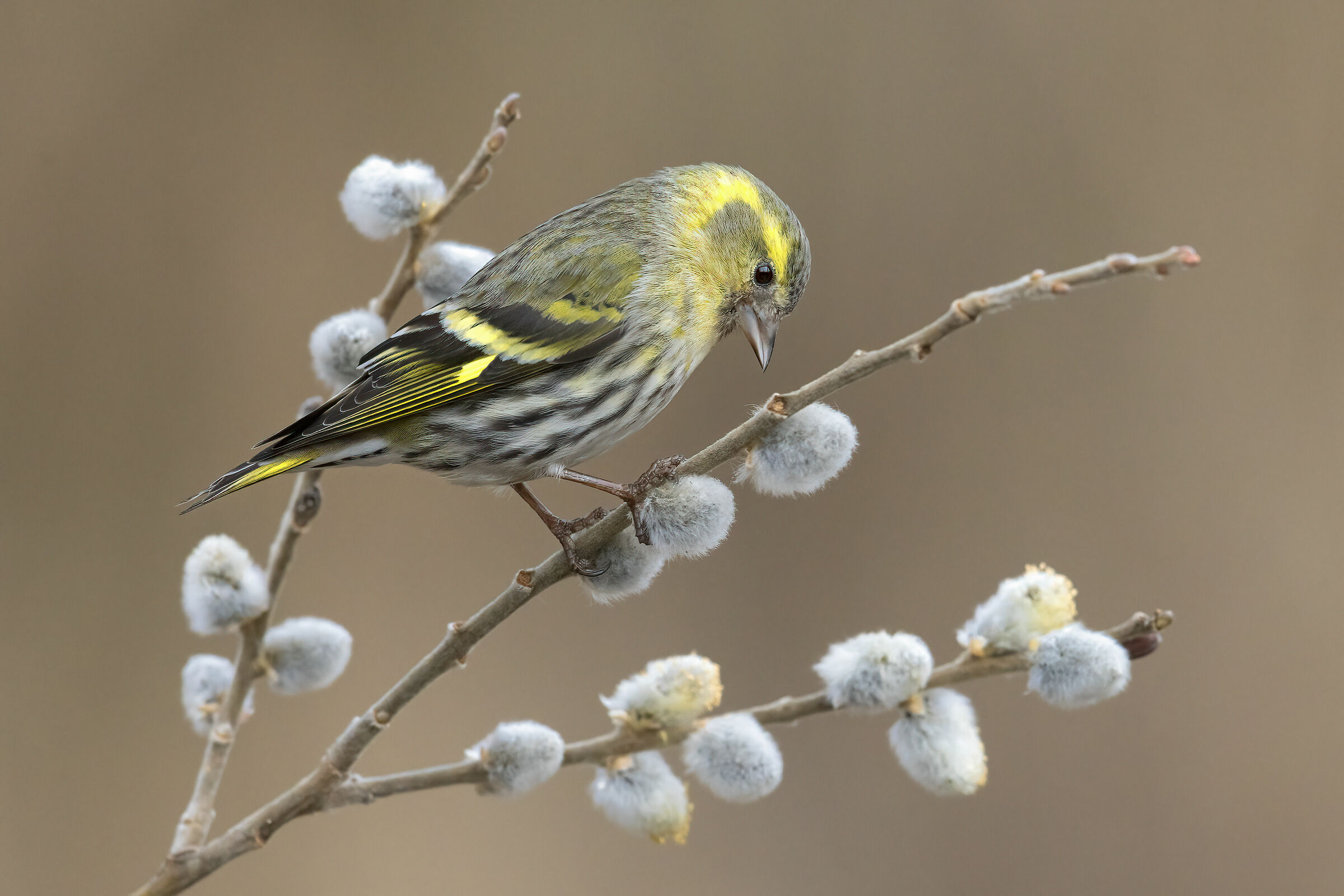 Lucherino on a beautiful branch of purulent willow flowers