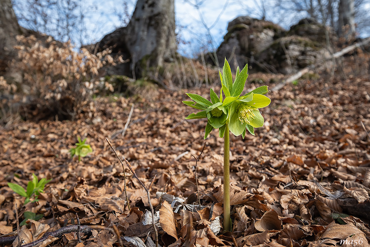 Green Hellebore