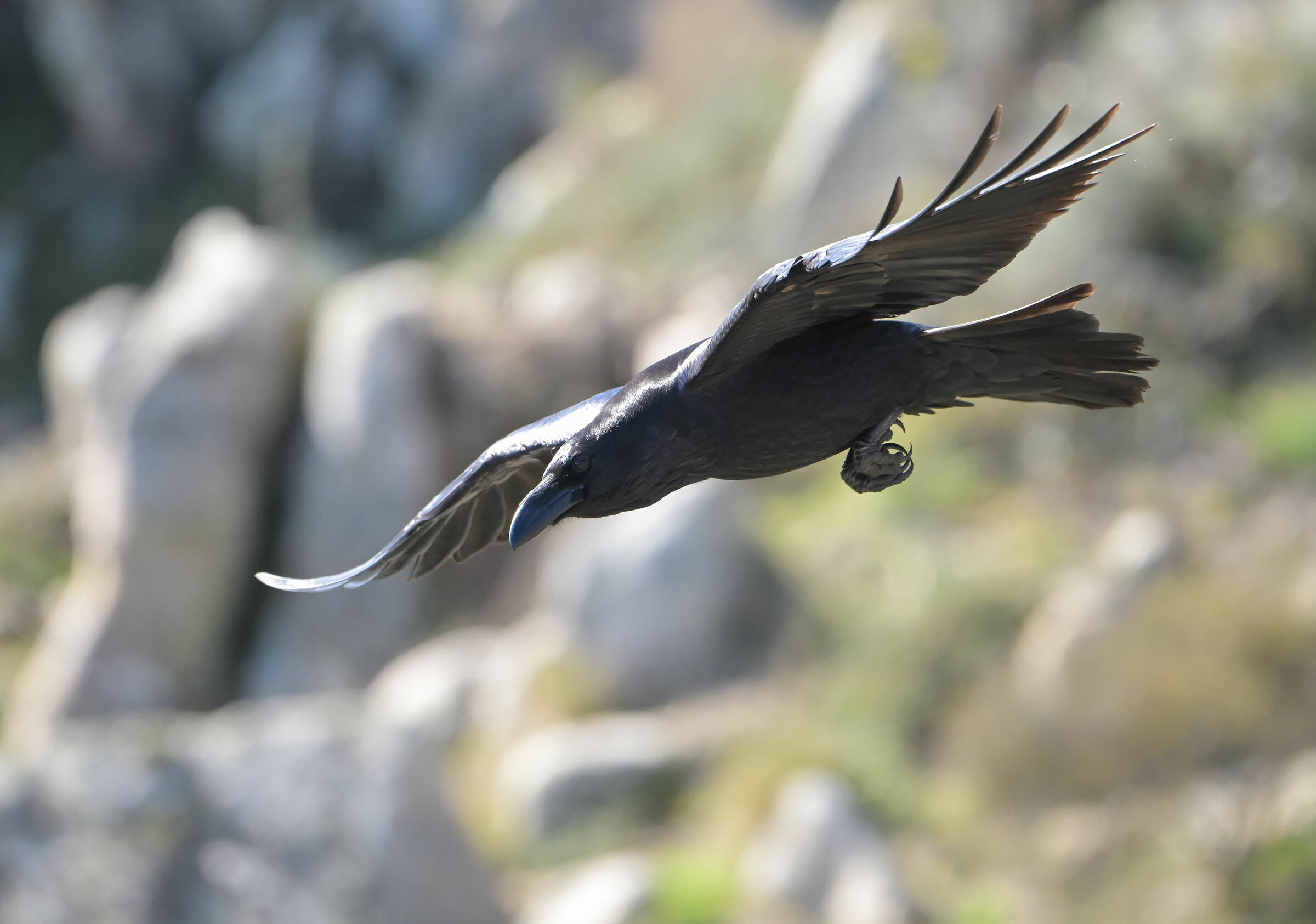 raven