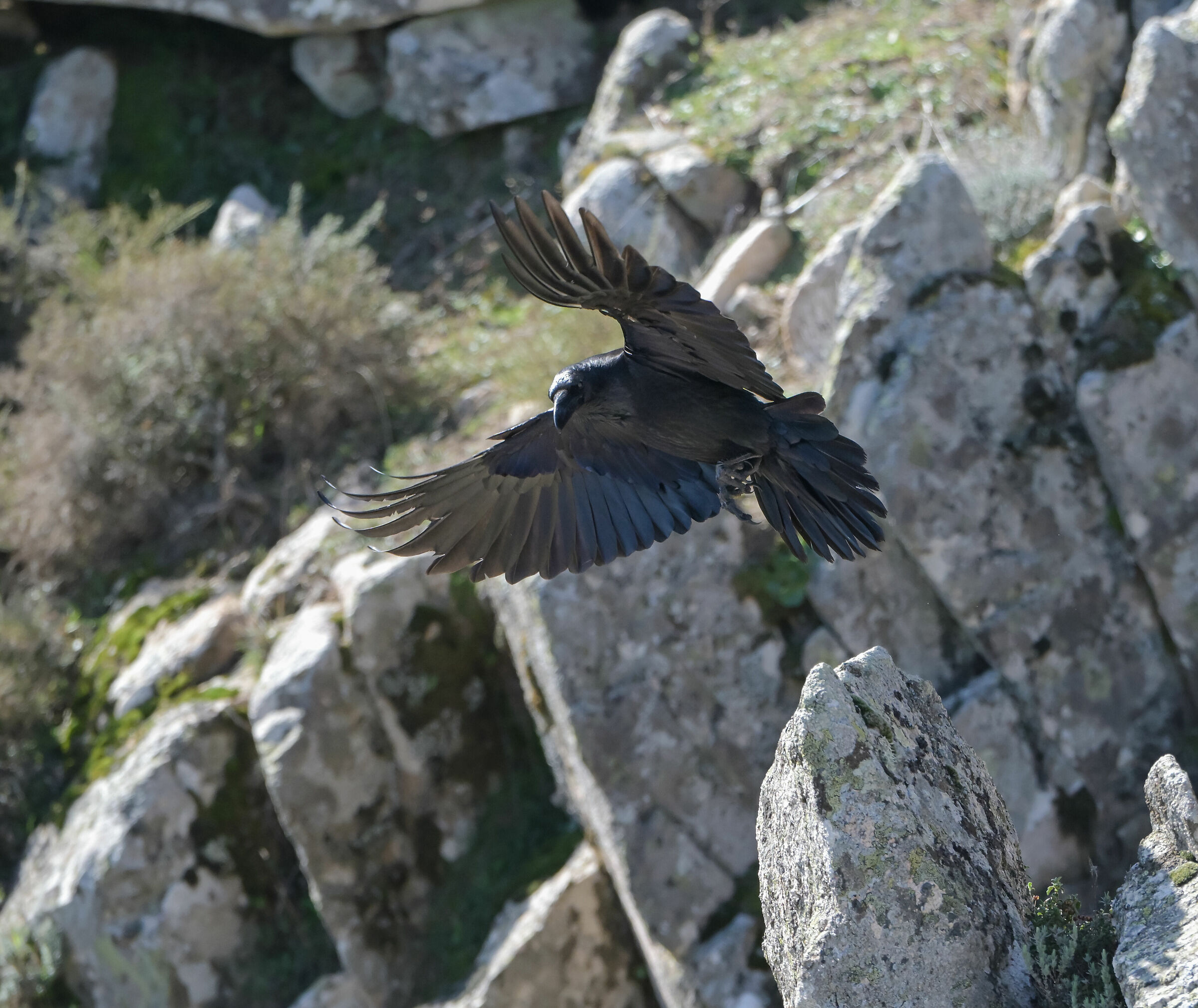 raven