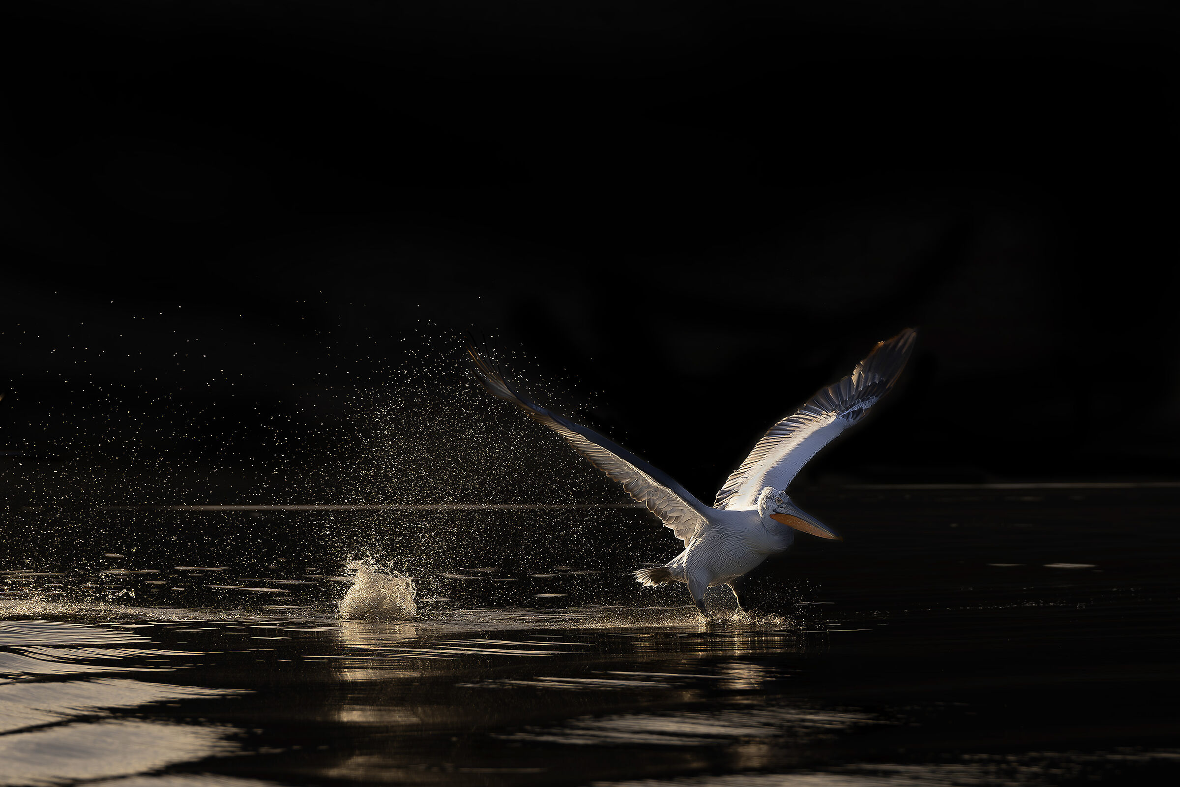 Schizzi in controluce