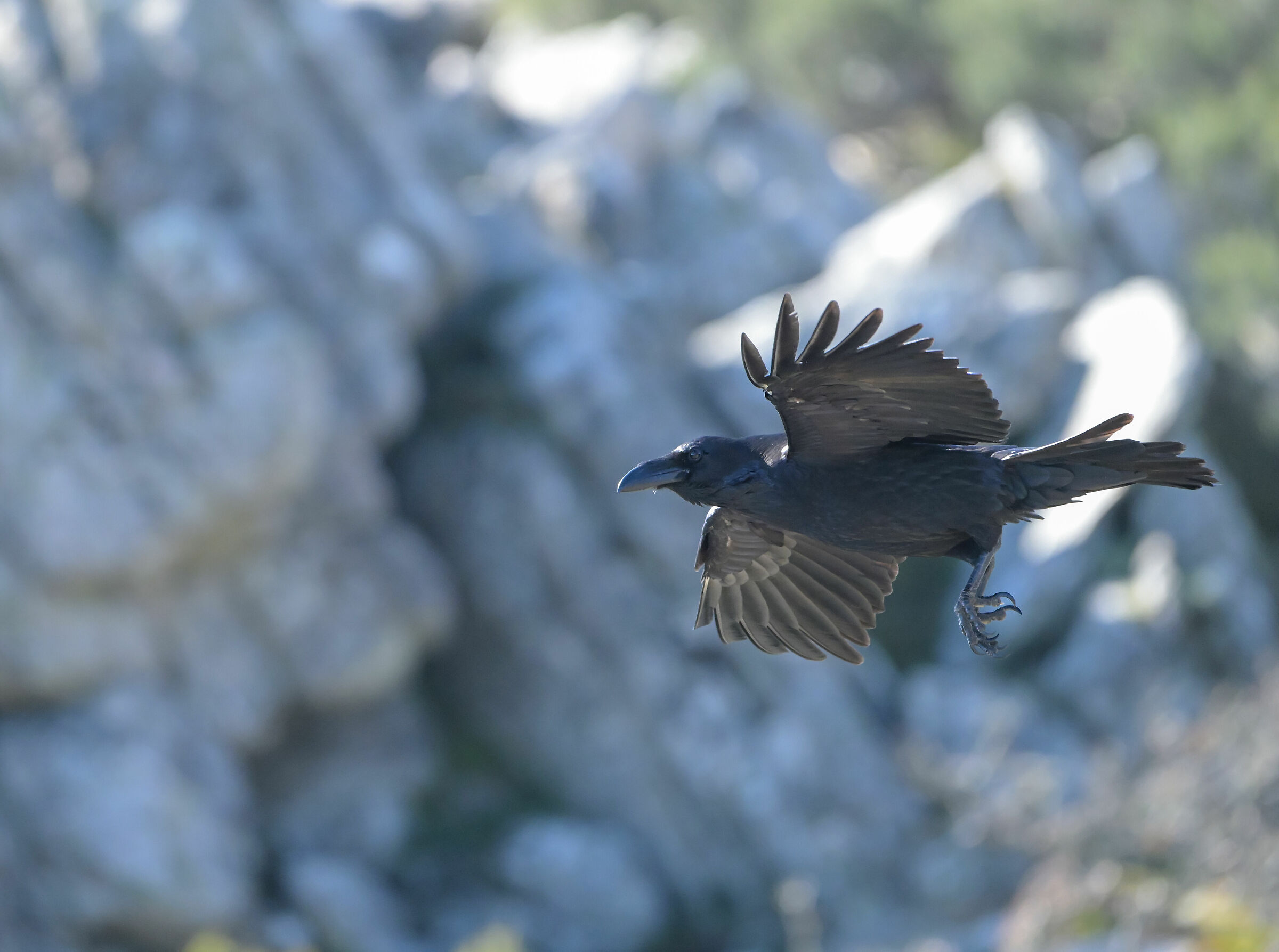 Raven
