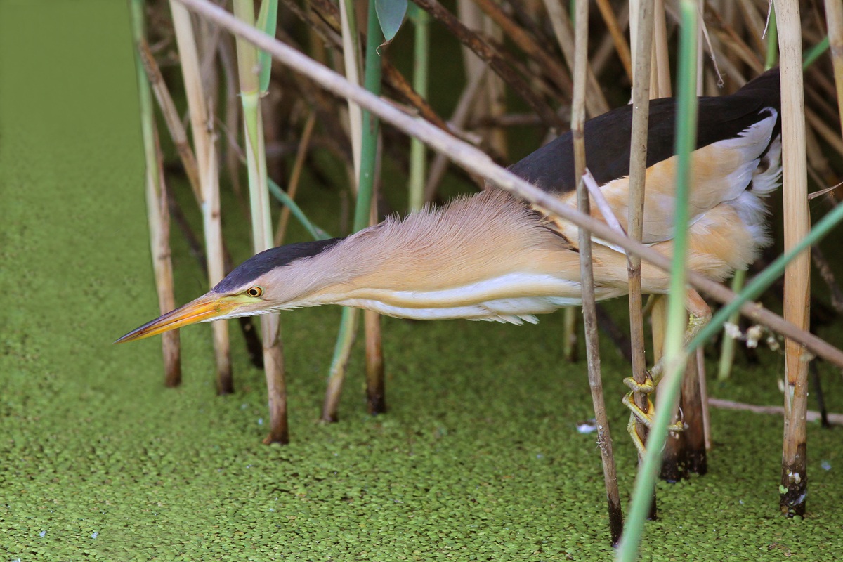 male bittern