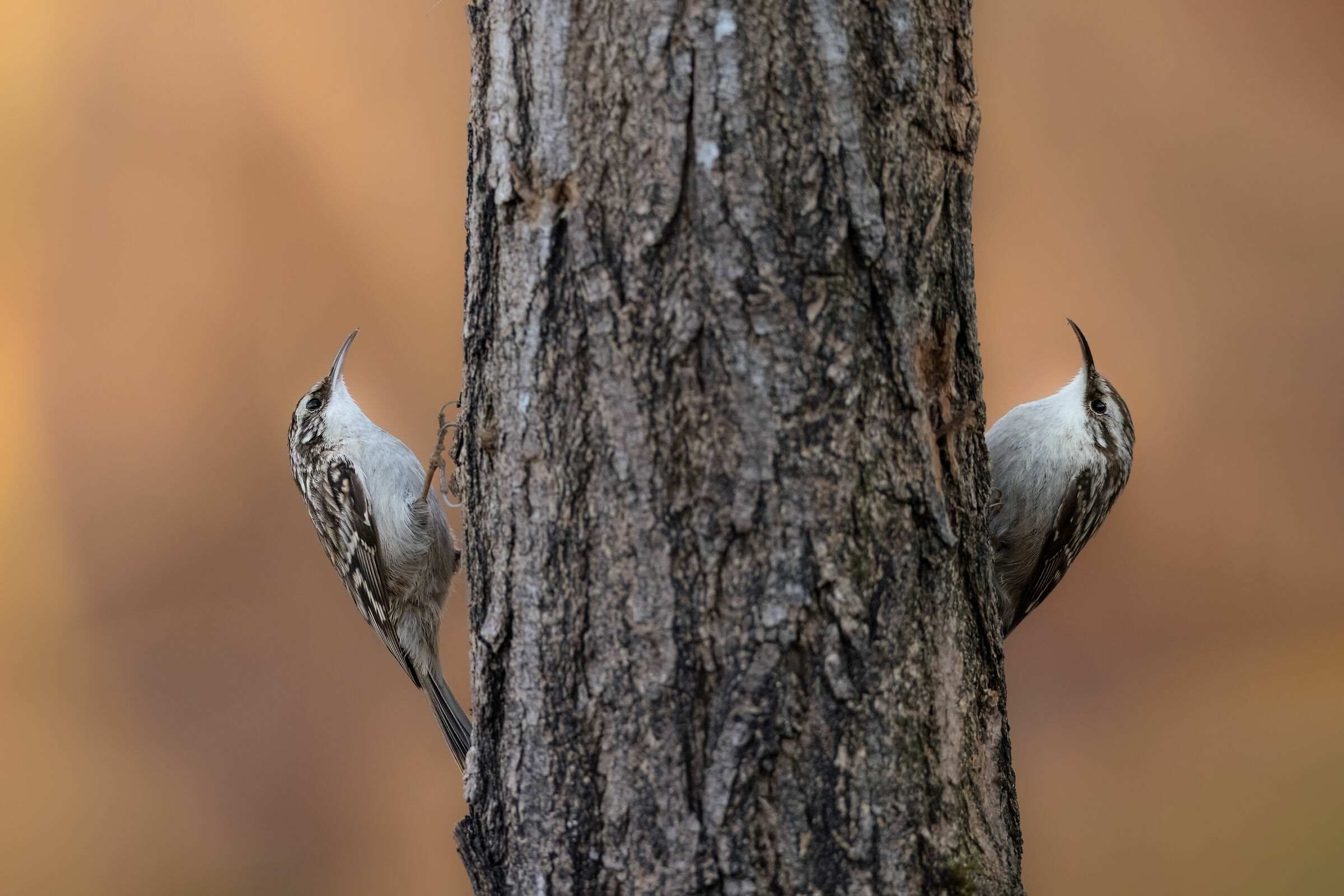 Pair of Climbing Dogs