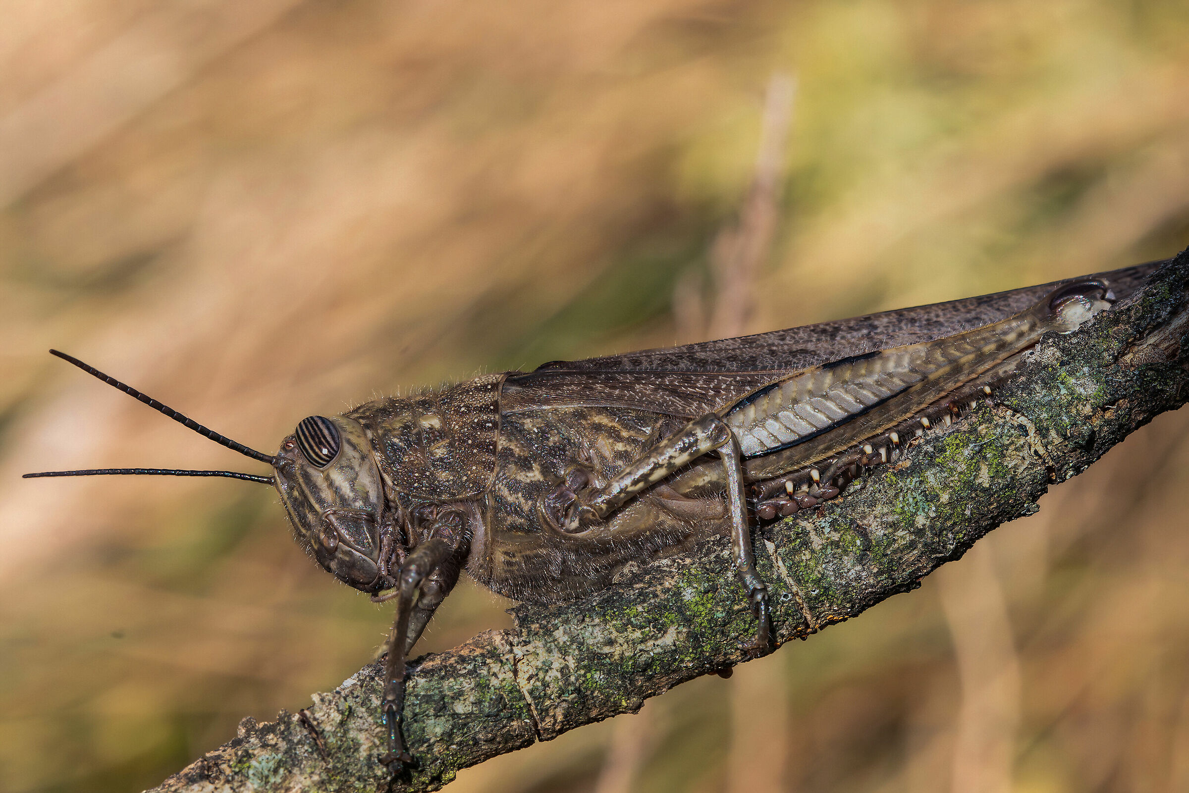 Anacridium aegyptium (Egyptian locust)