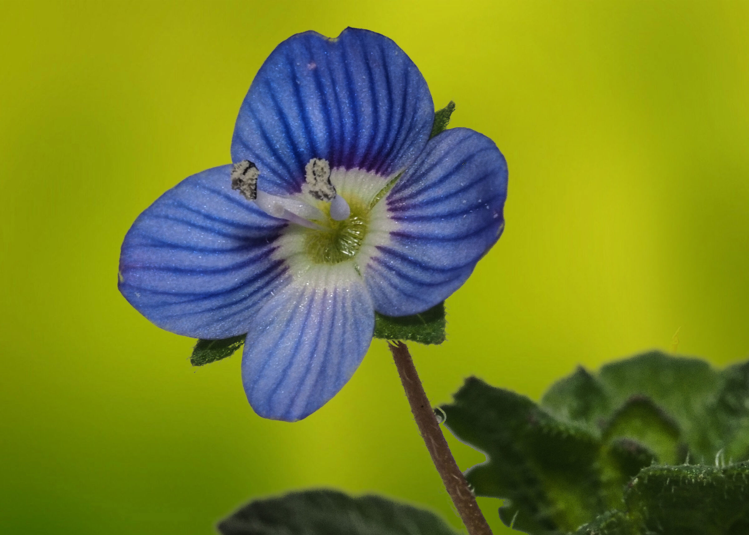 Veronica hederaefolia